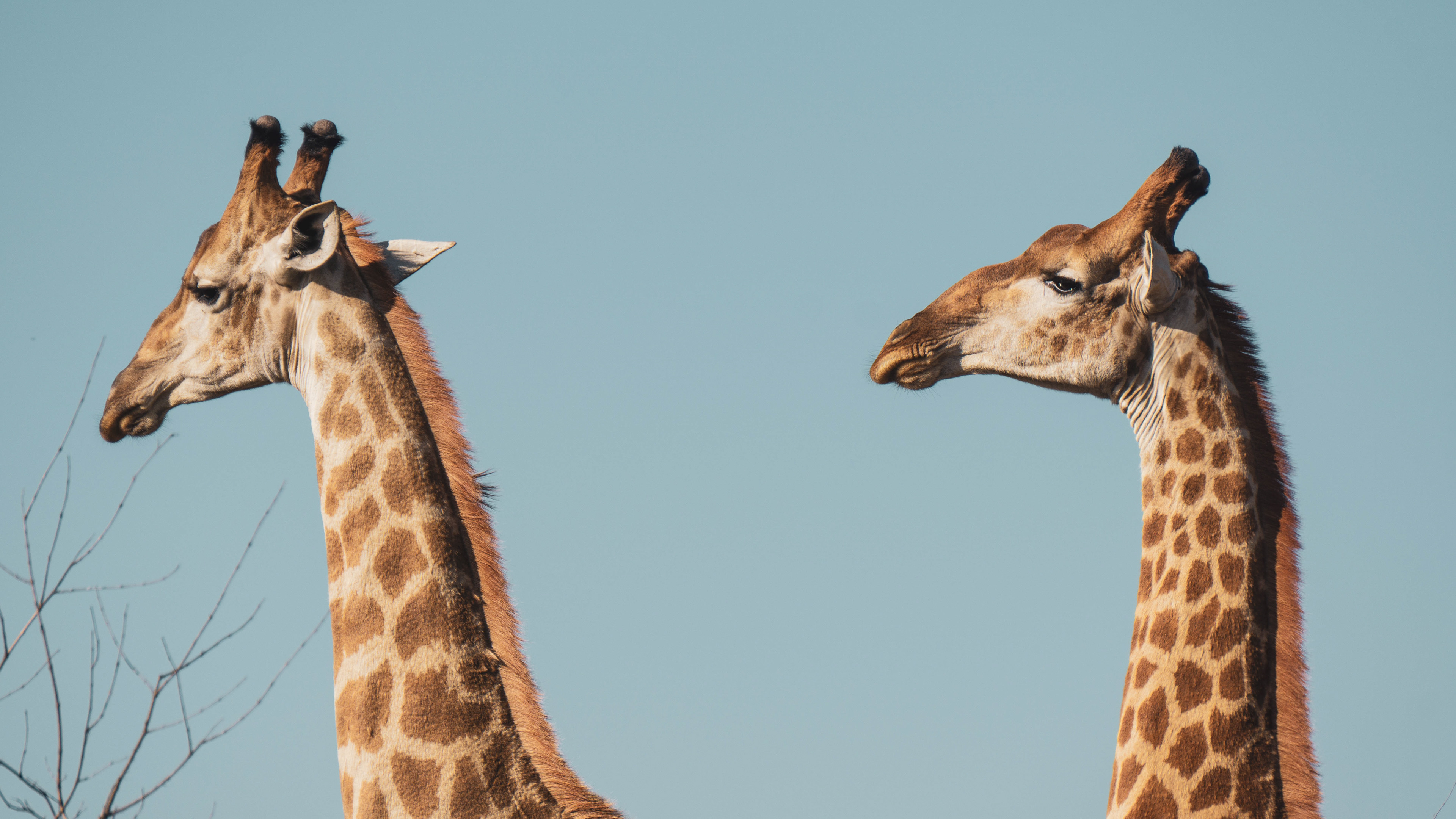 Two giraffe heads with blue sky in the background