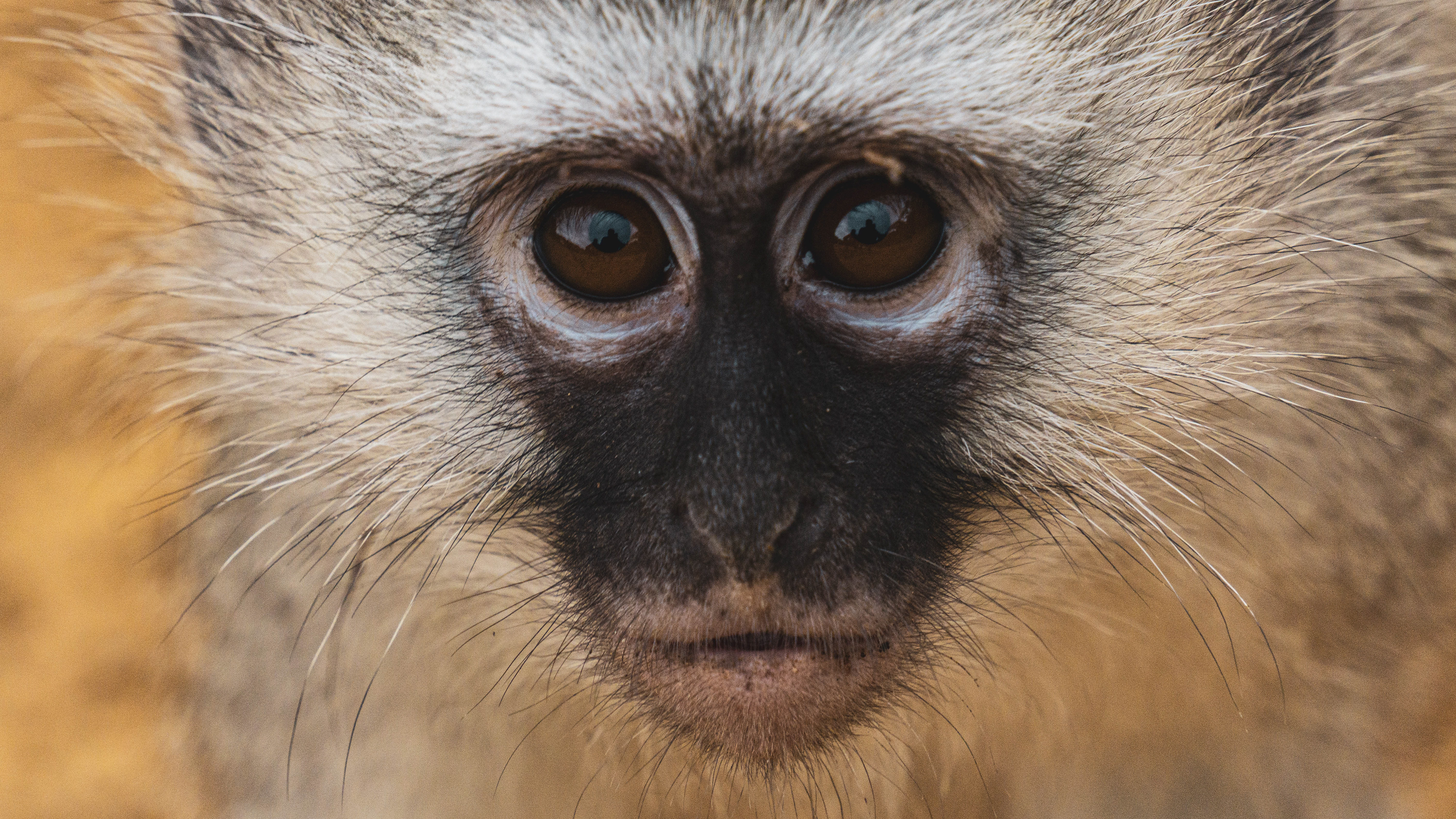 These monkeys try to steal everything from you, although this young one looks cute