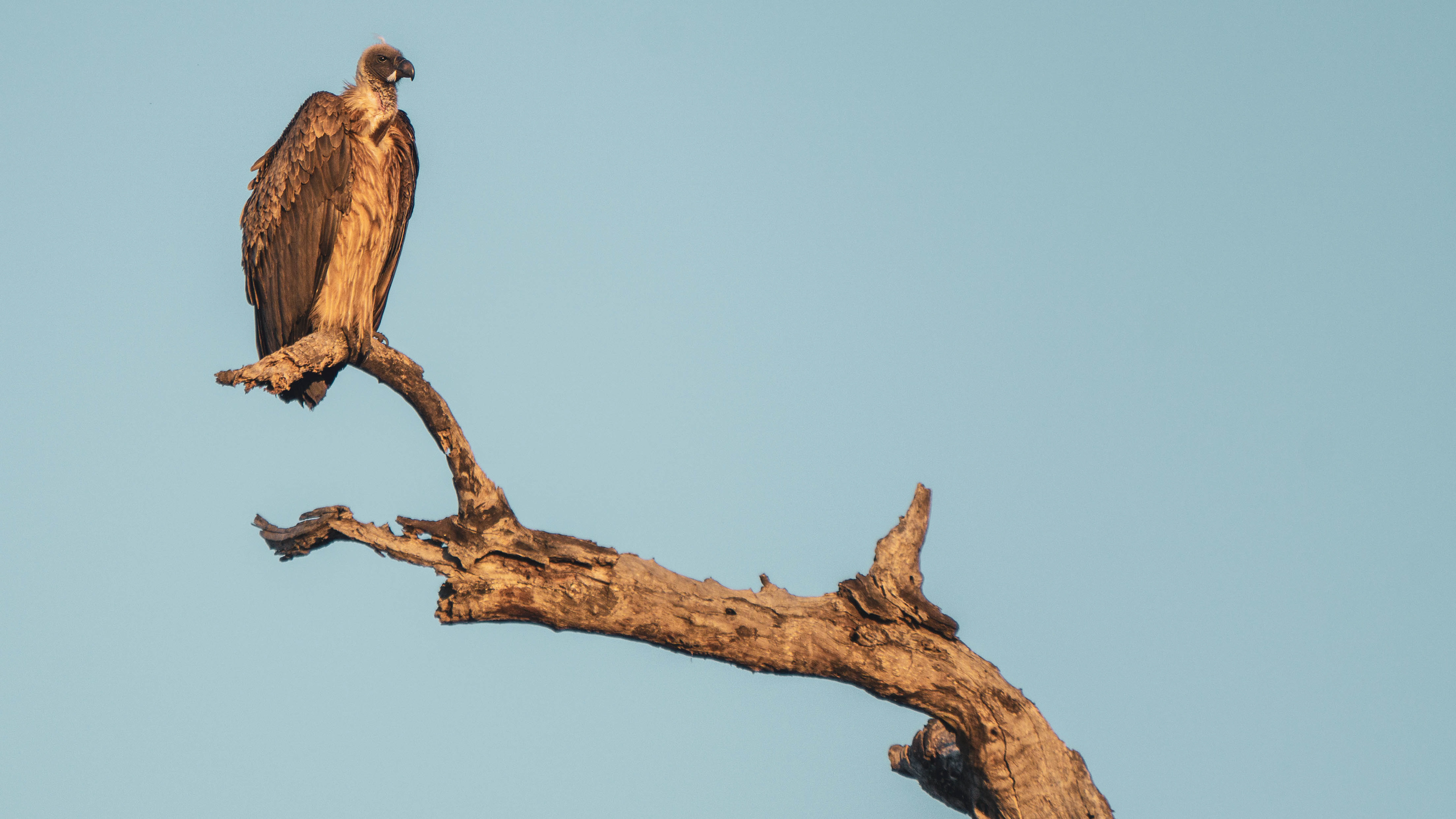 An eagle looking for grey on a branch