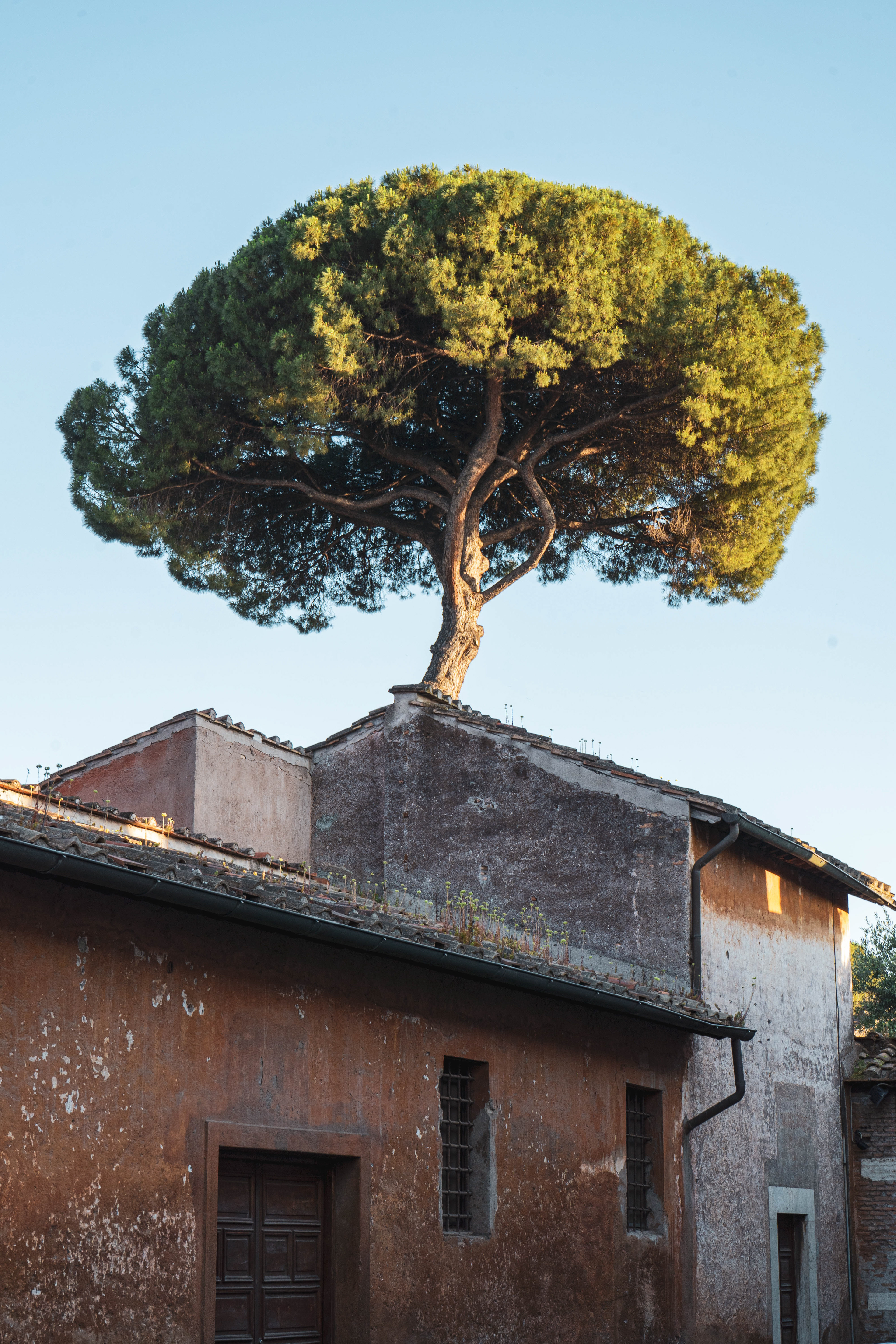 This tree seems to be growing out of the old house