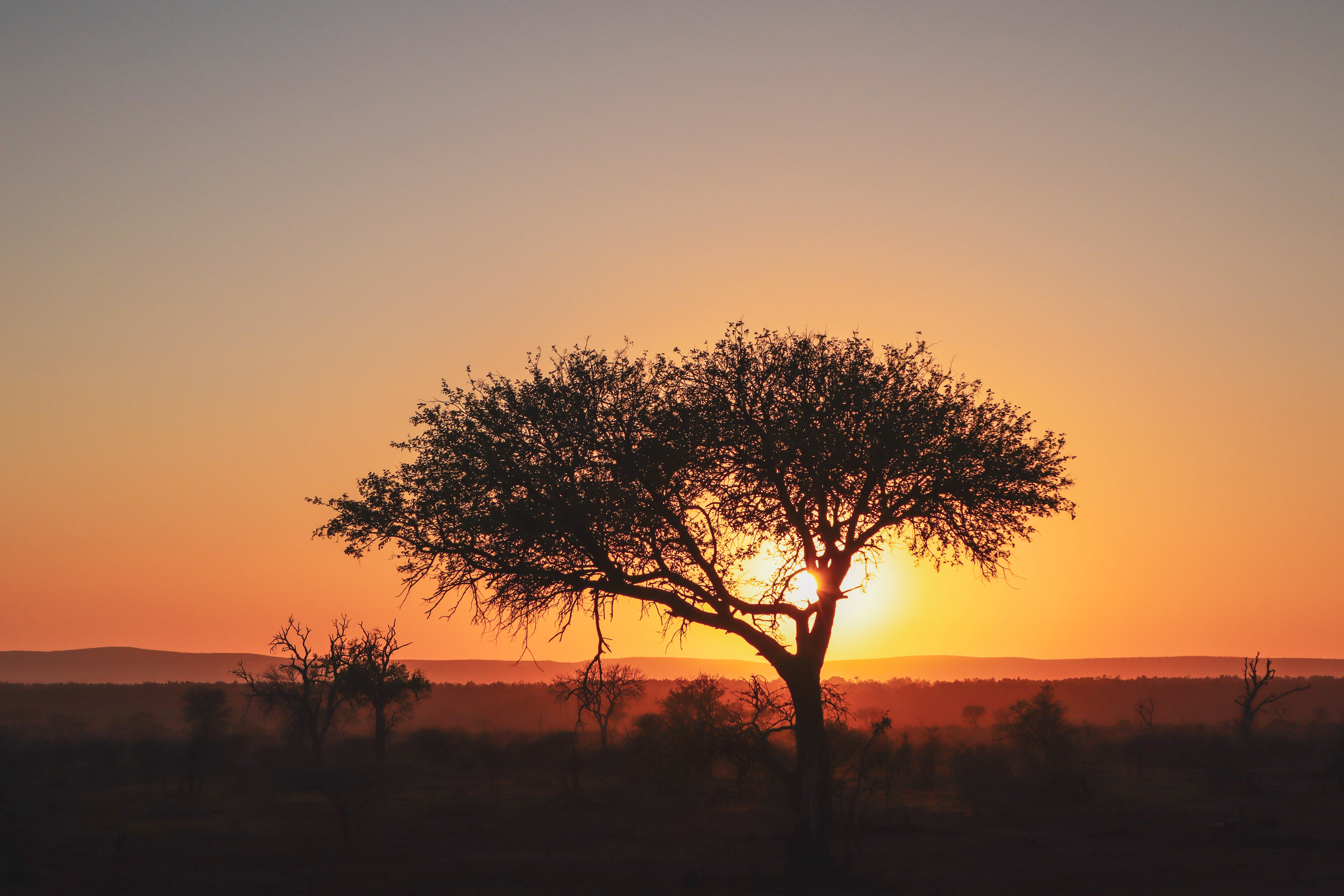 Beautiful sunrise in the African savannah