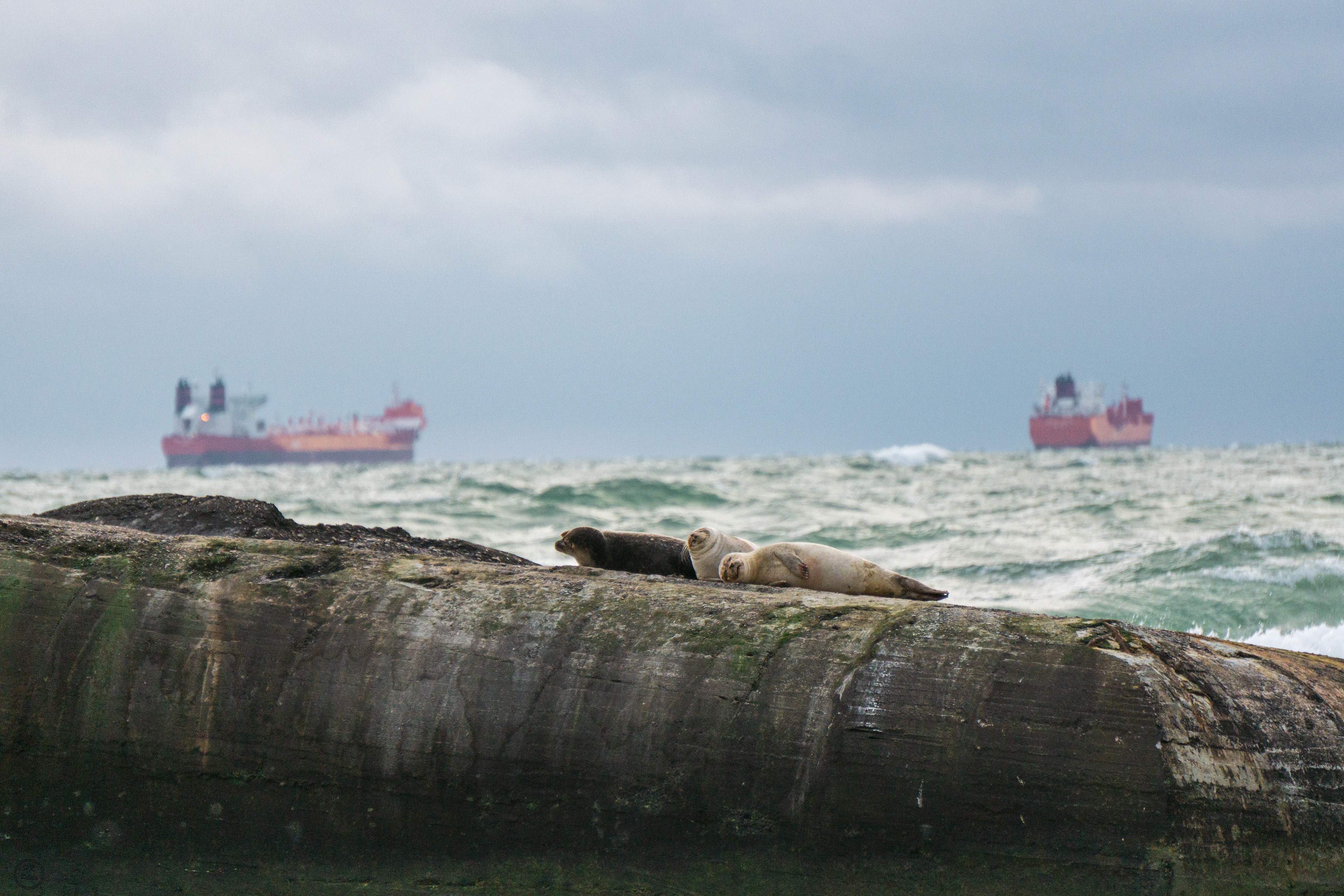Sea lions resting on the northern tip of Denmark