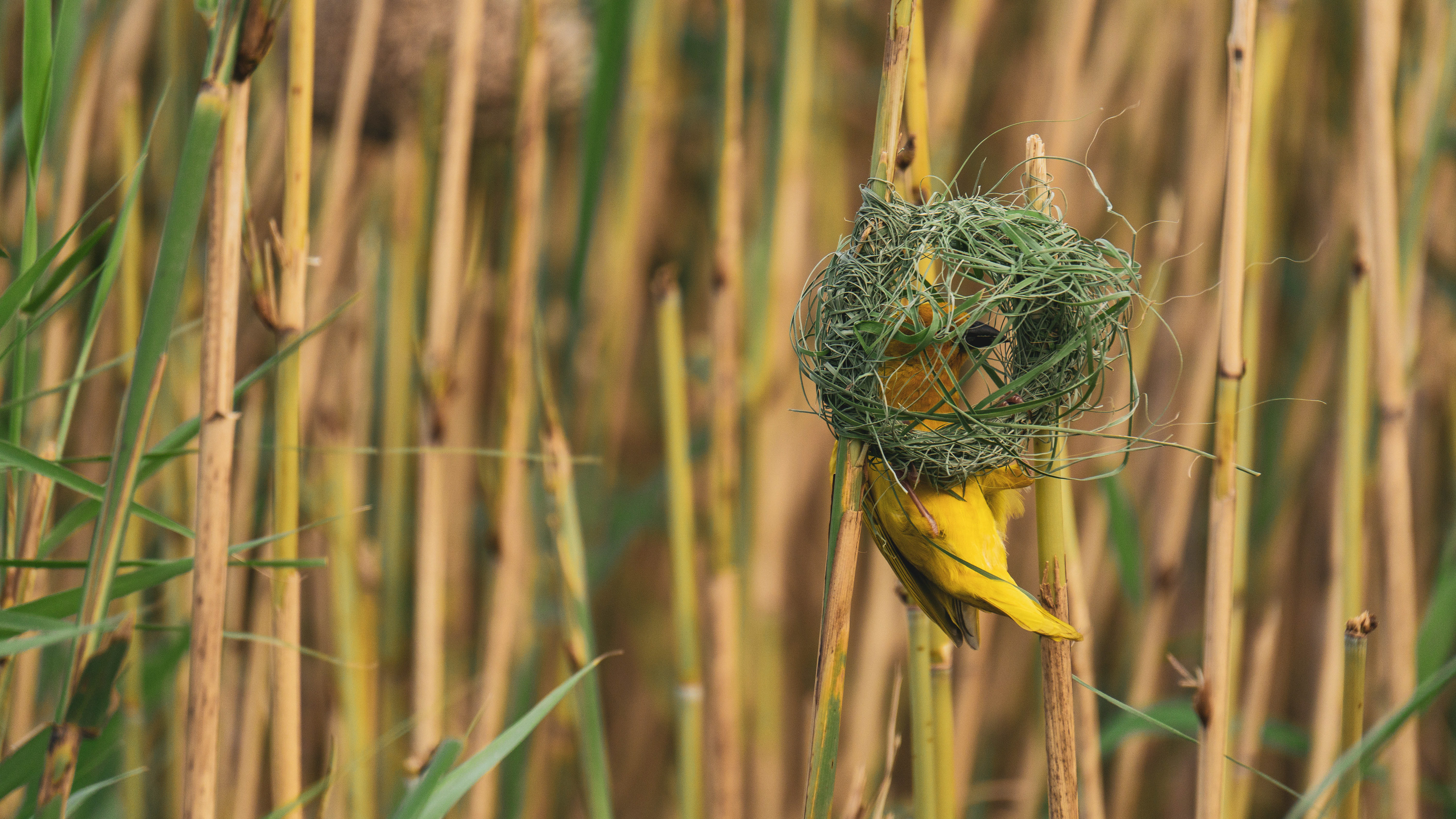 A bird building a nest next to the river