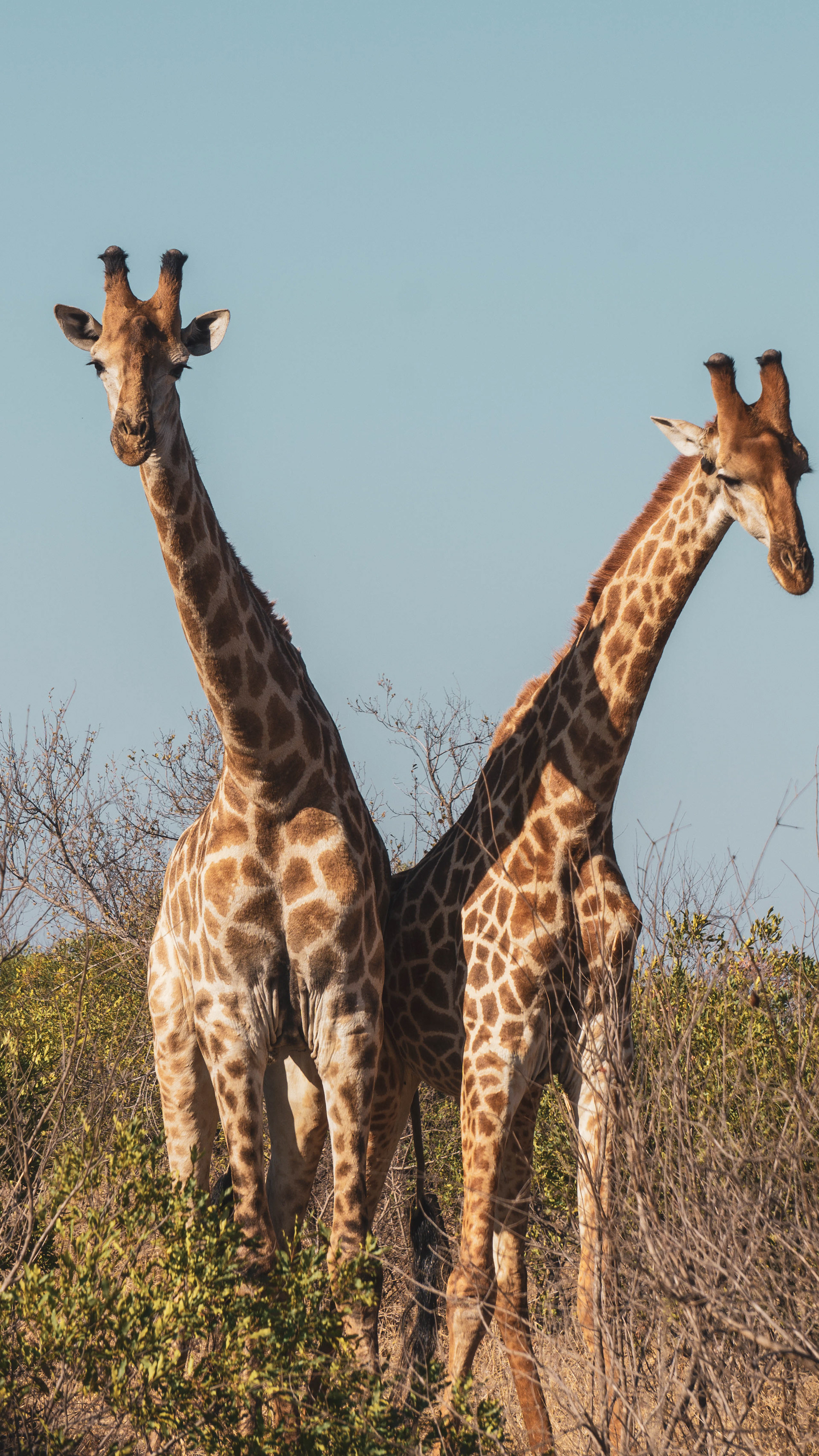 Giraffes forming a V with their necks
