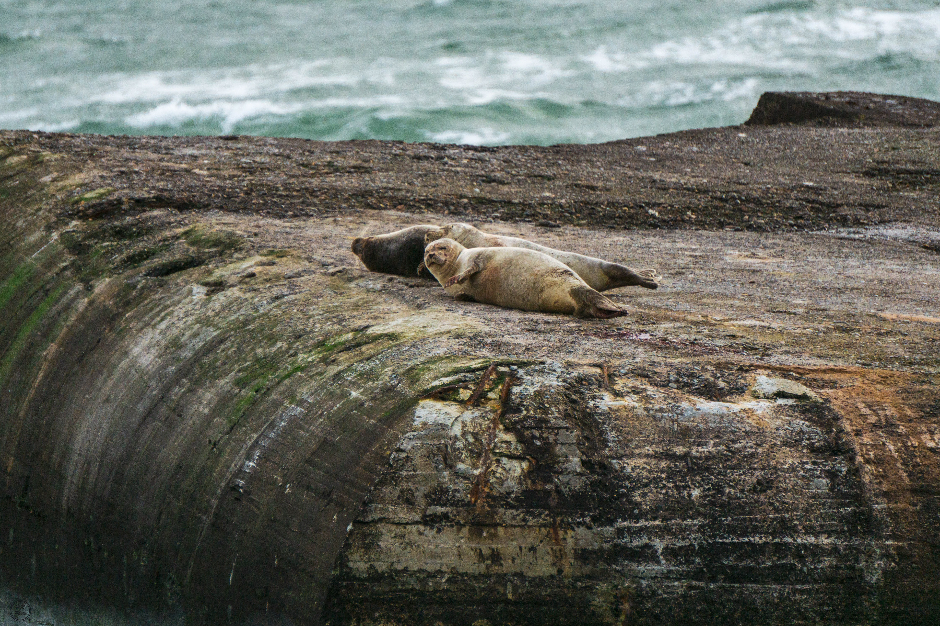 Sea lions on the northern tip of Denmark