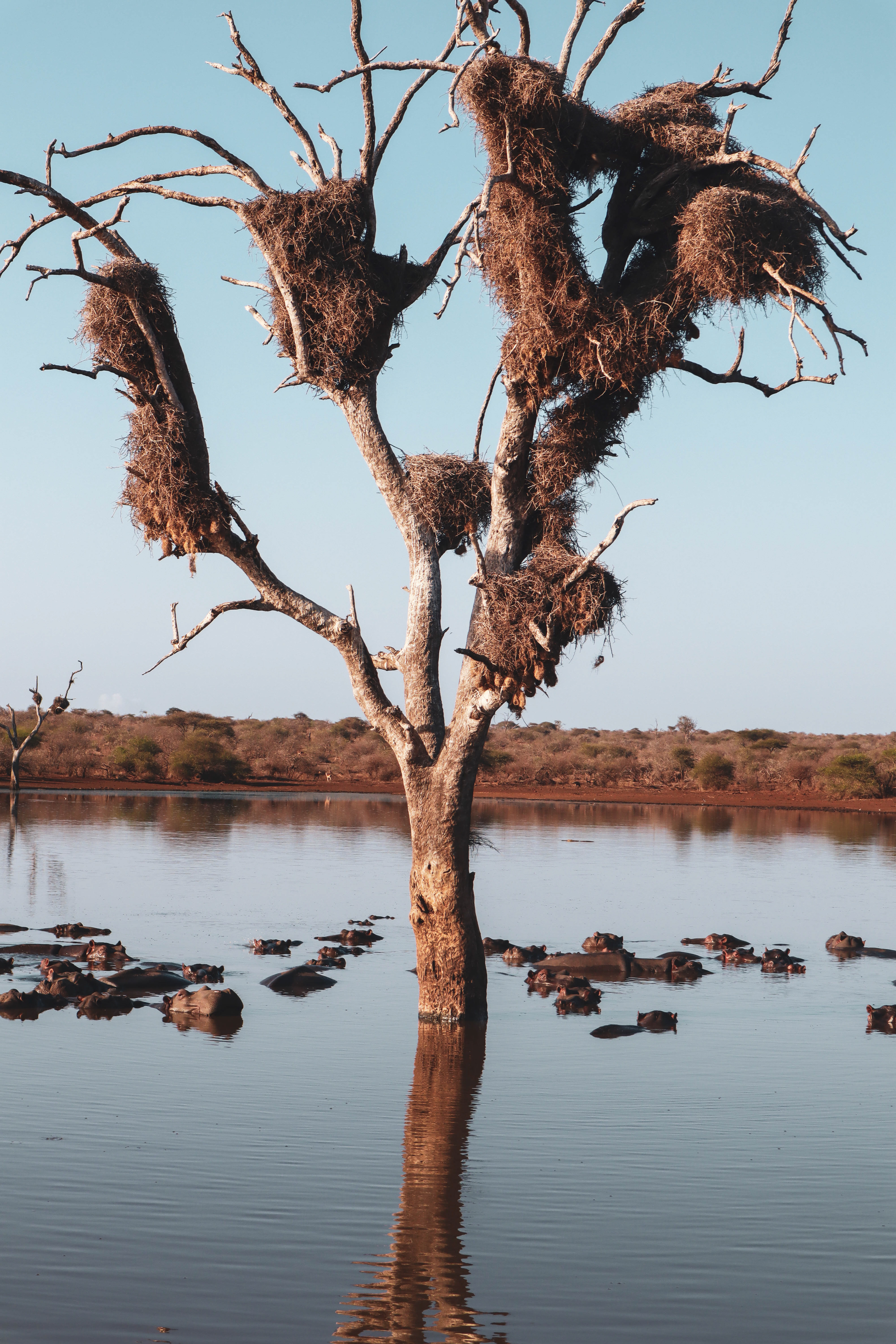 Hippos resting beneath a tree in the lake