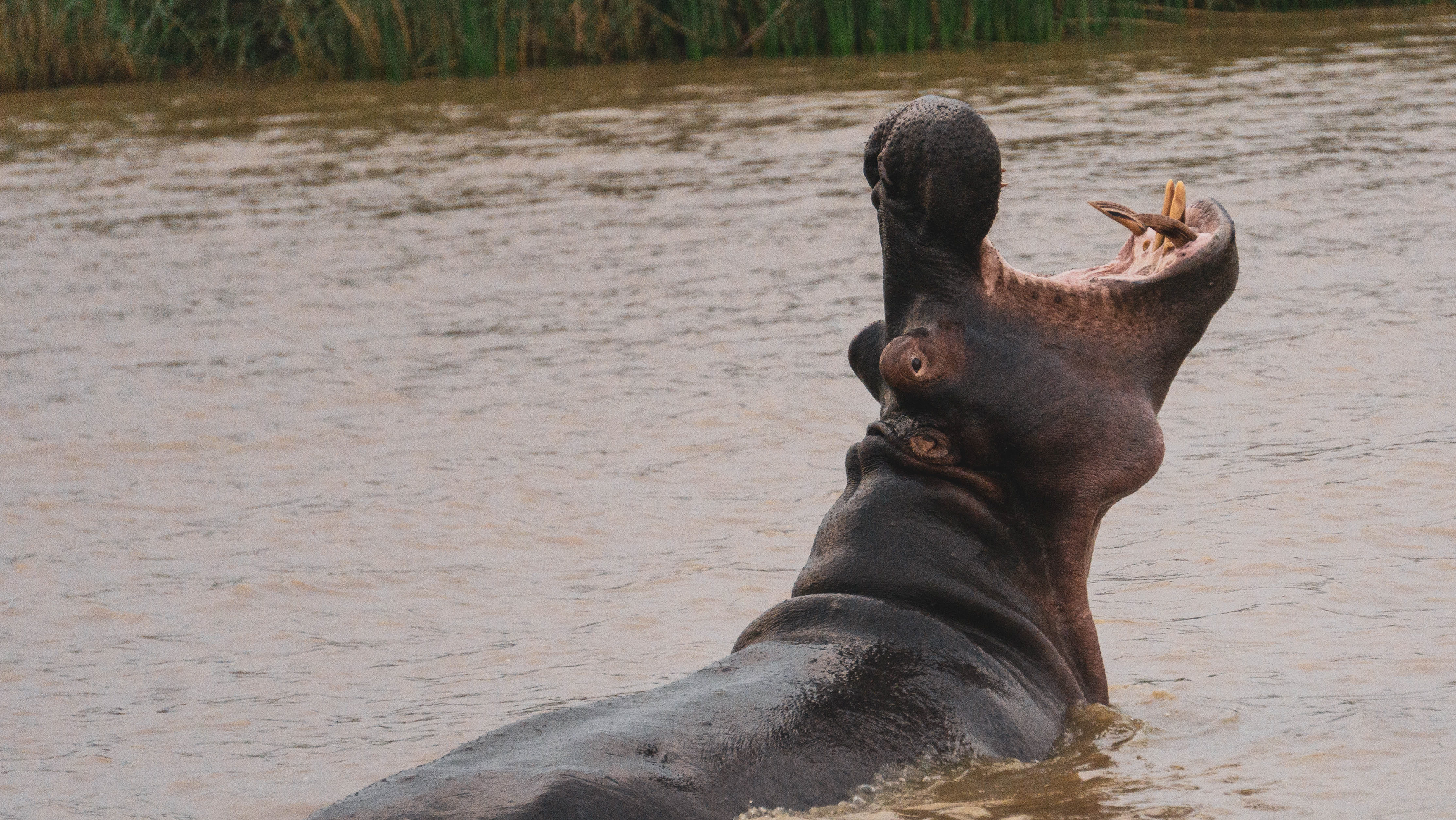 Hippos have giant mouths and teeth