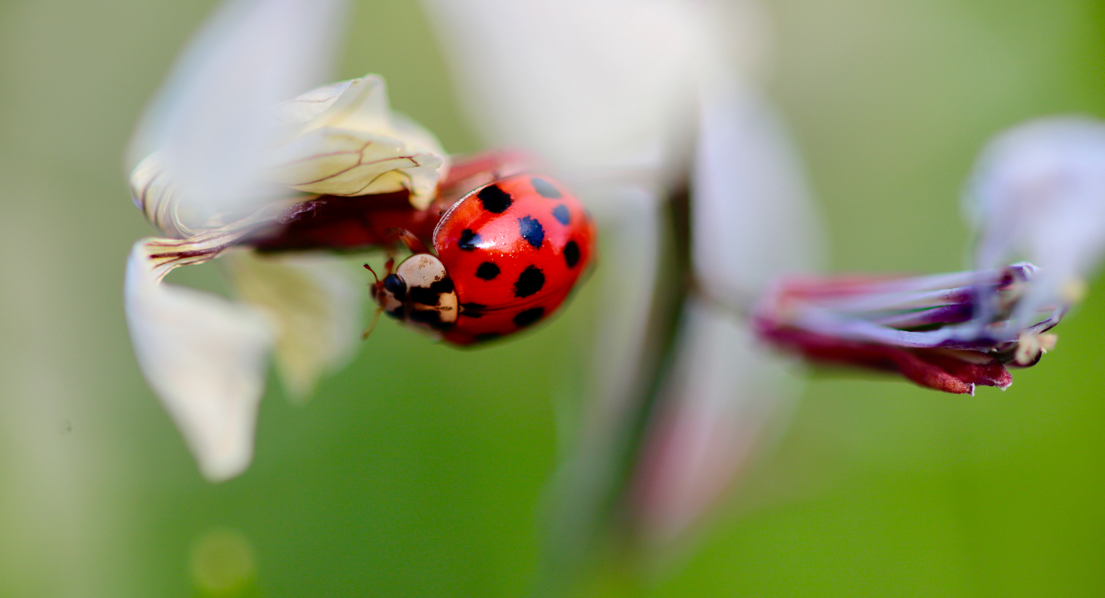Lady Bug