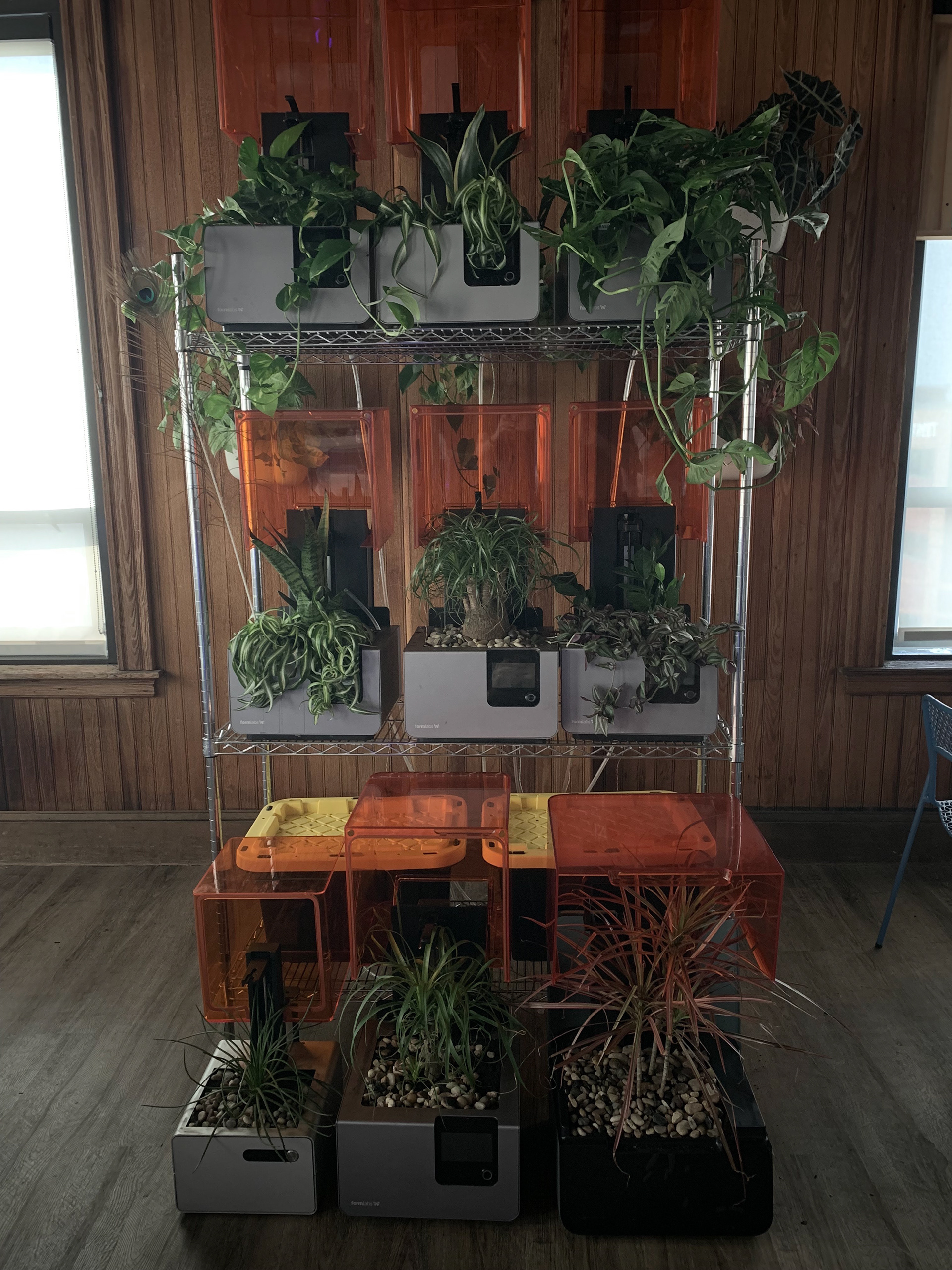 Final project, Fern Cell and Growth@Formlabs