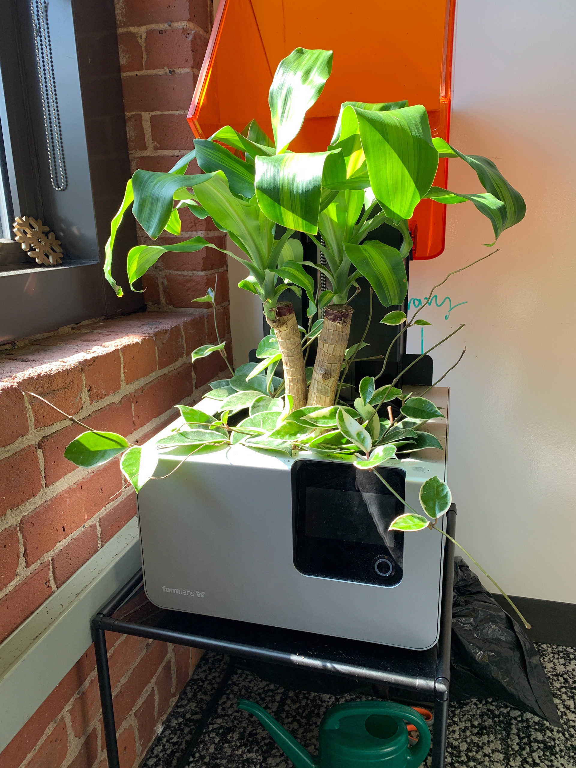 Second iteration, Hoya and Dracaena