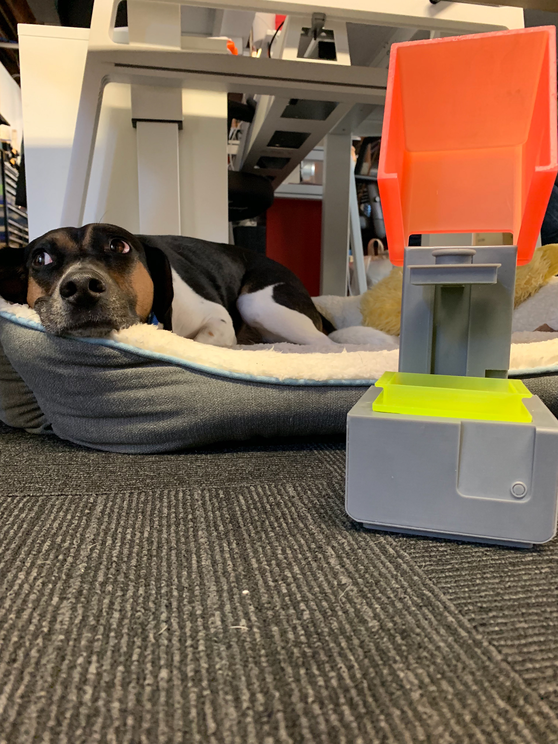 Office dog Benji for scale