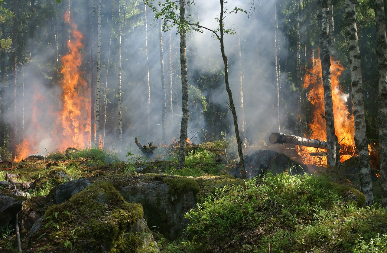 Wild Fires