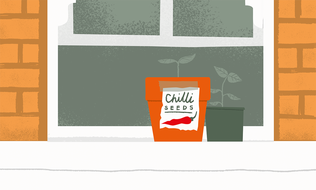 #ItsChilliInHere | Grow a chilli pepper plant from seed on your window sill