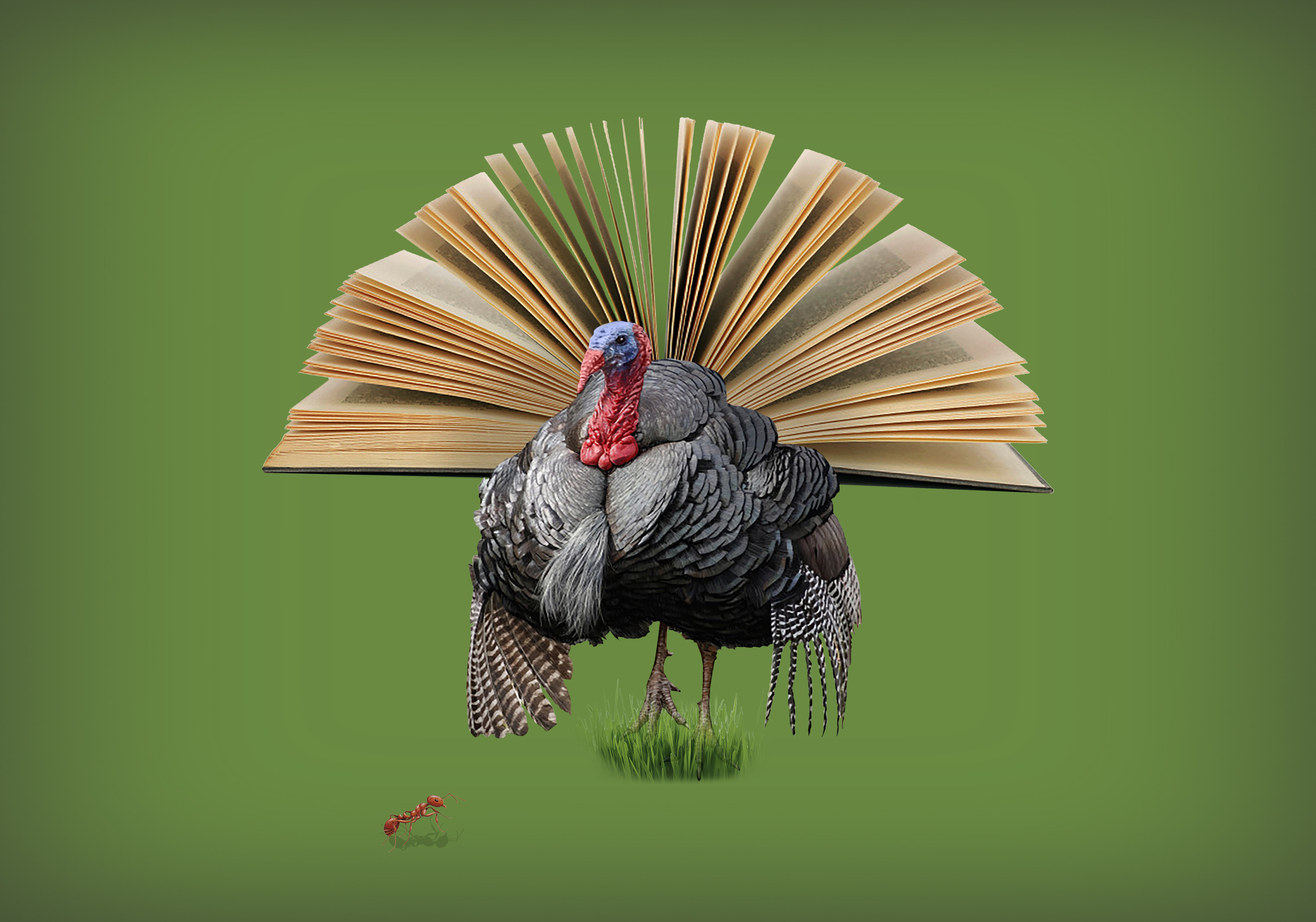 The history of Thanksgiving