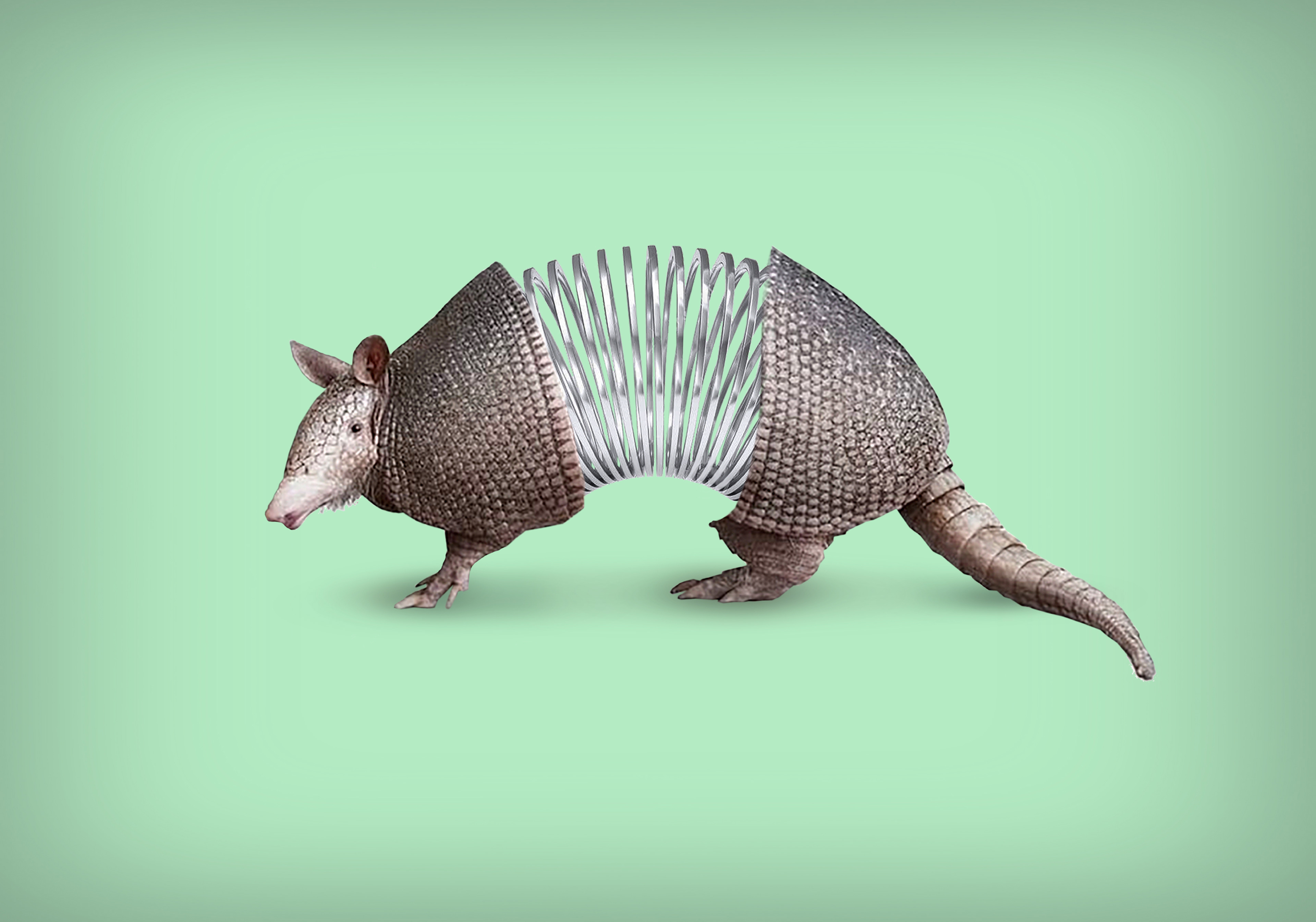 Armadillo slinky