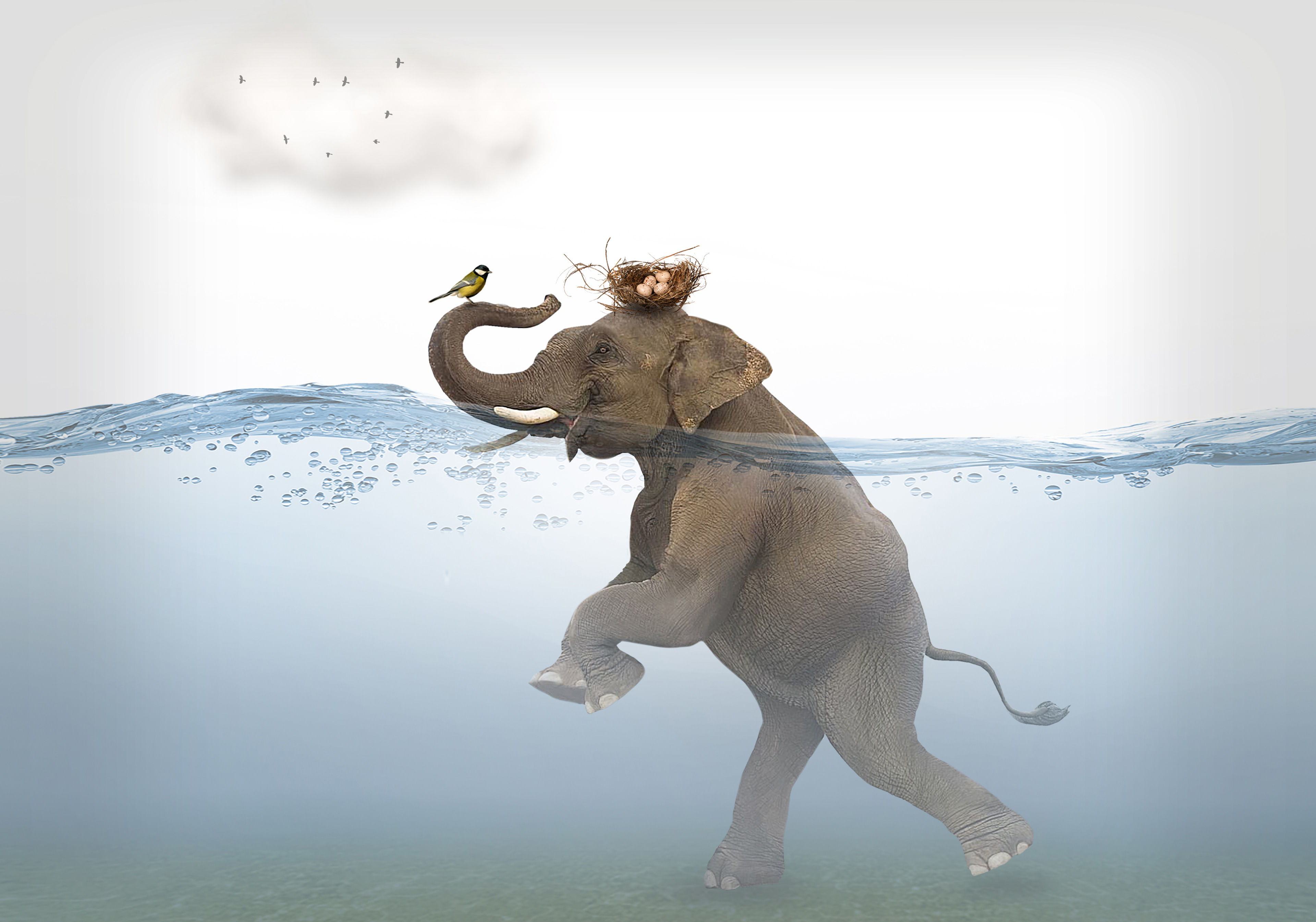 Horton hears a yellow finch