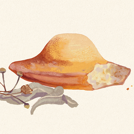 Madeleine, verveine, tilleul