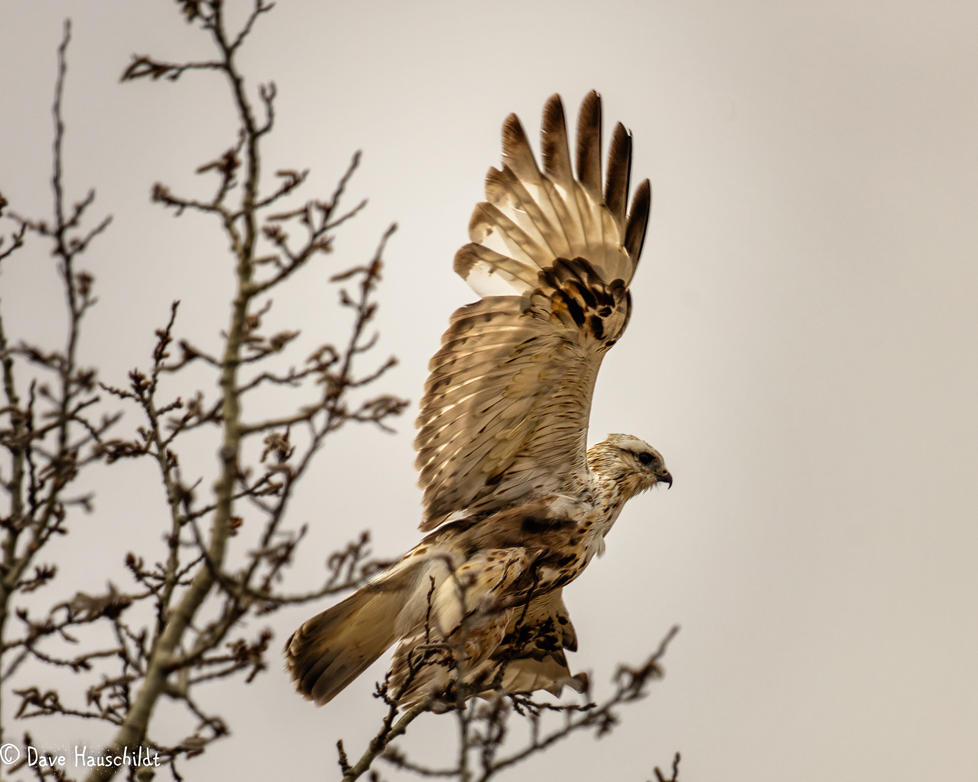 Rough Legged Hawk