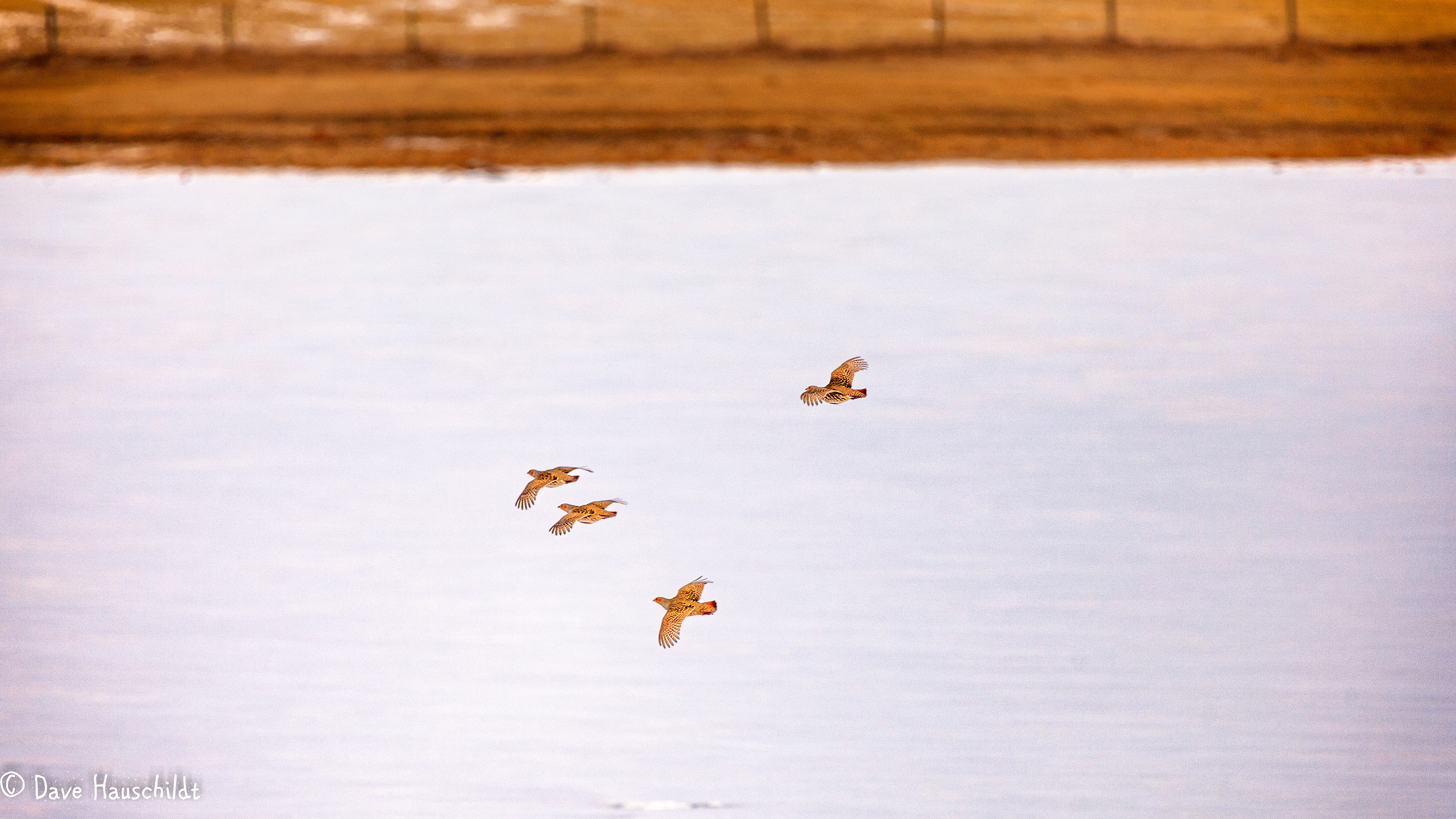 Gray Partridge