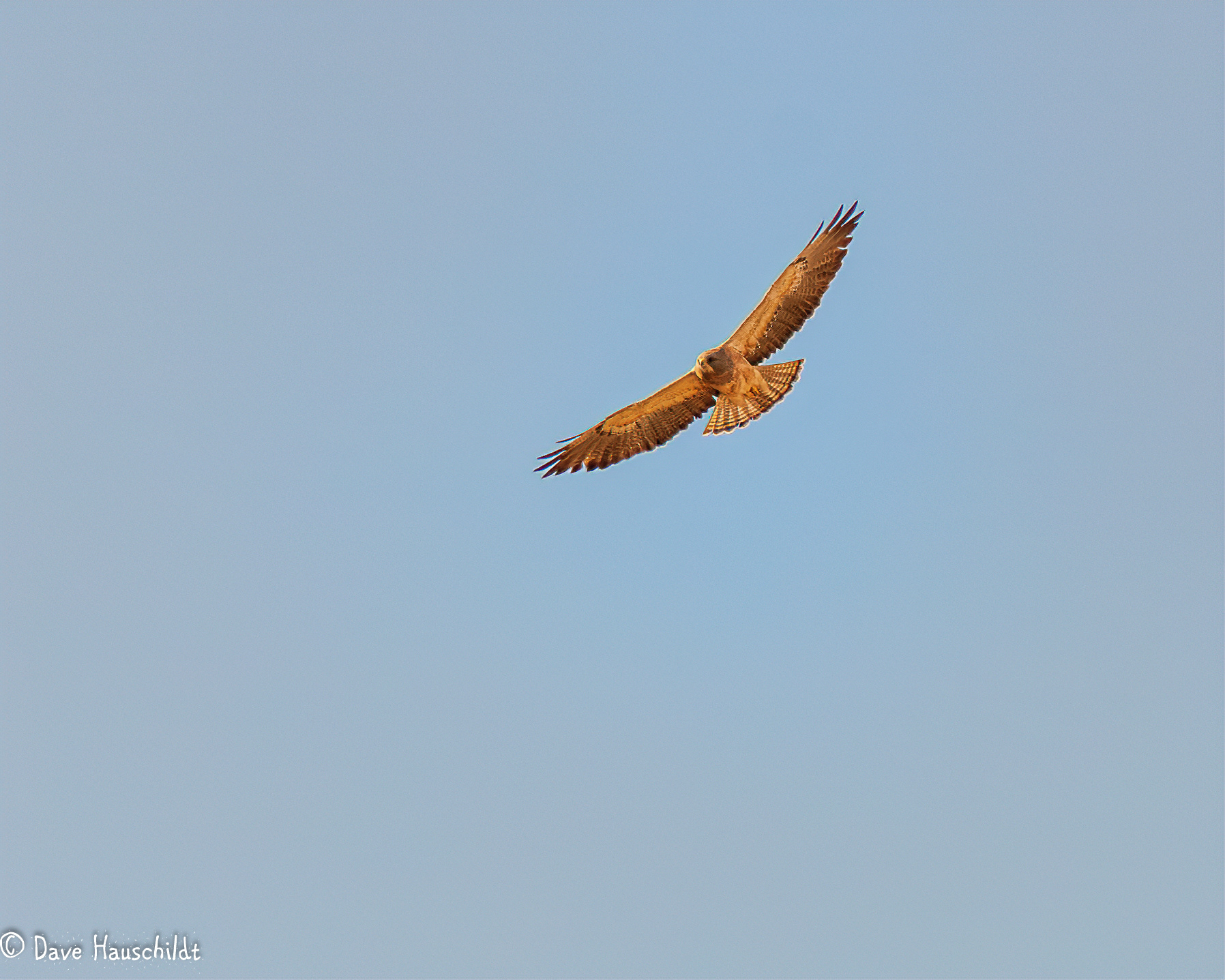 Swainson's Hawk