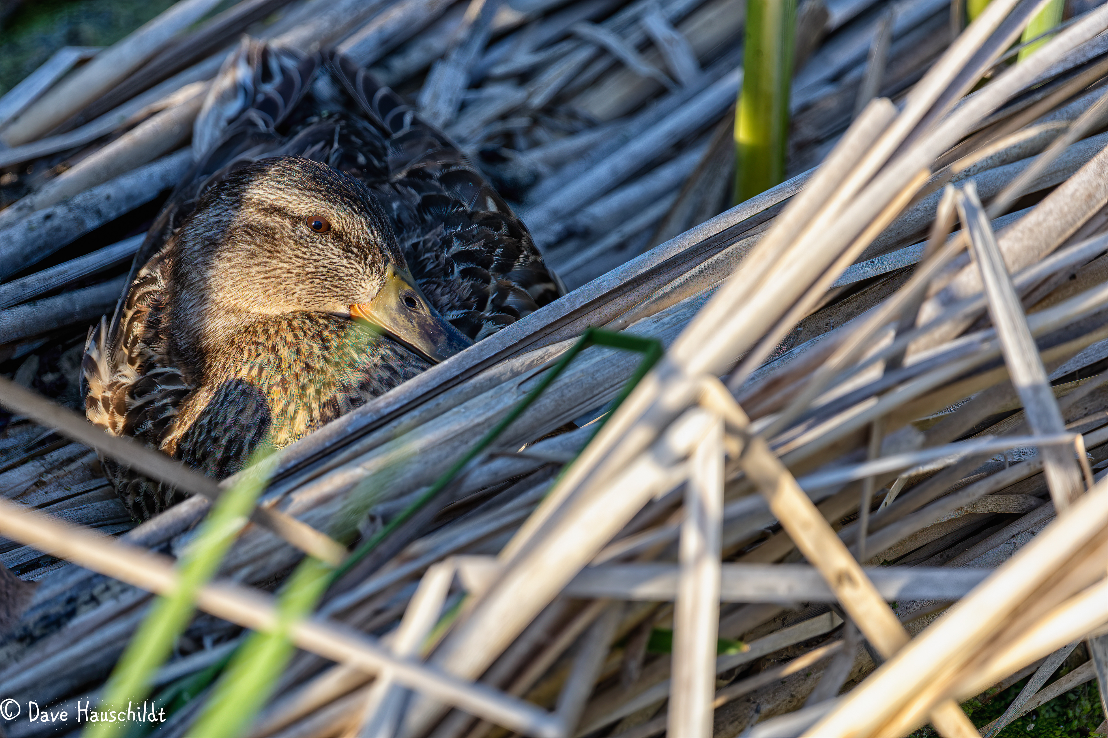 Gadwall