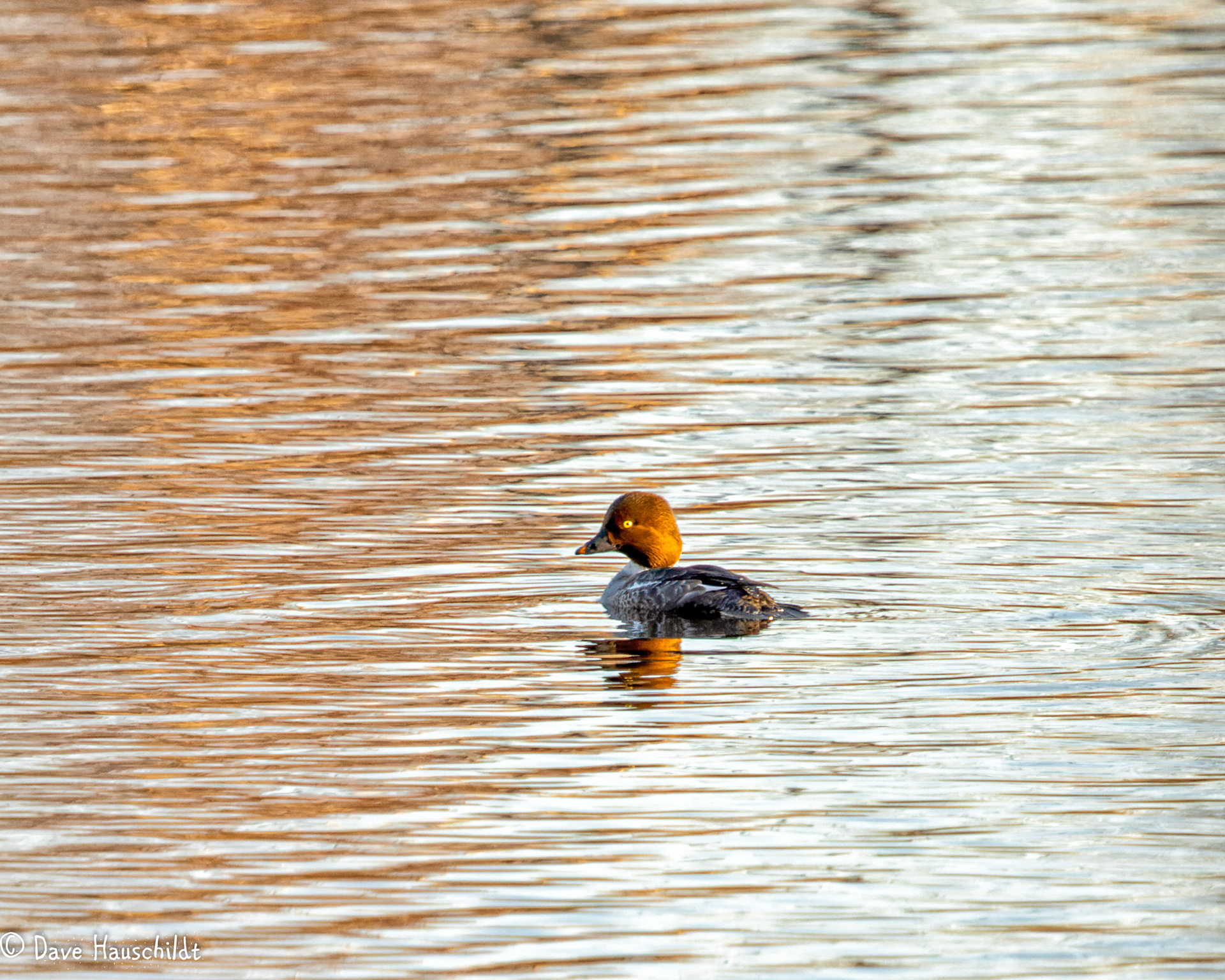 Common Goldeneye