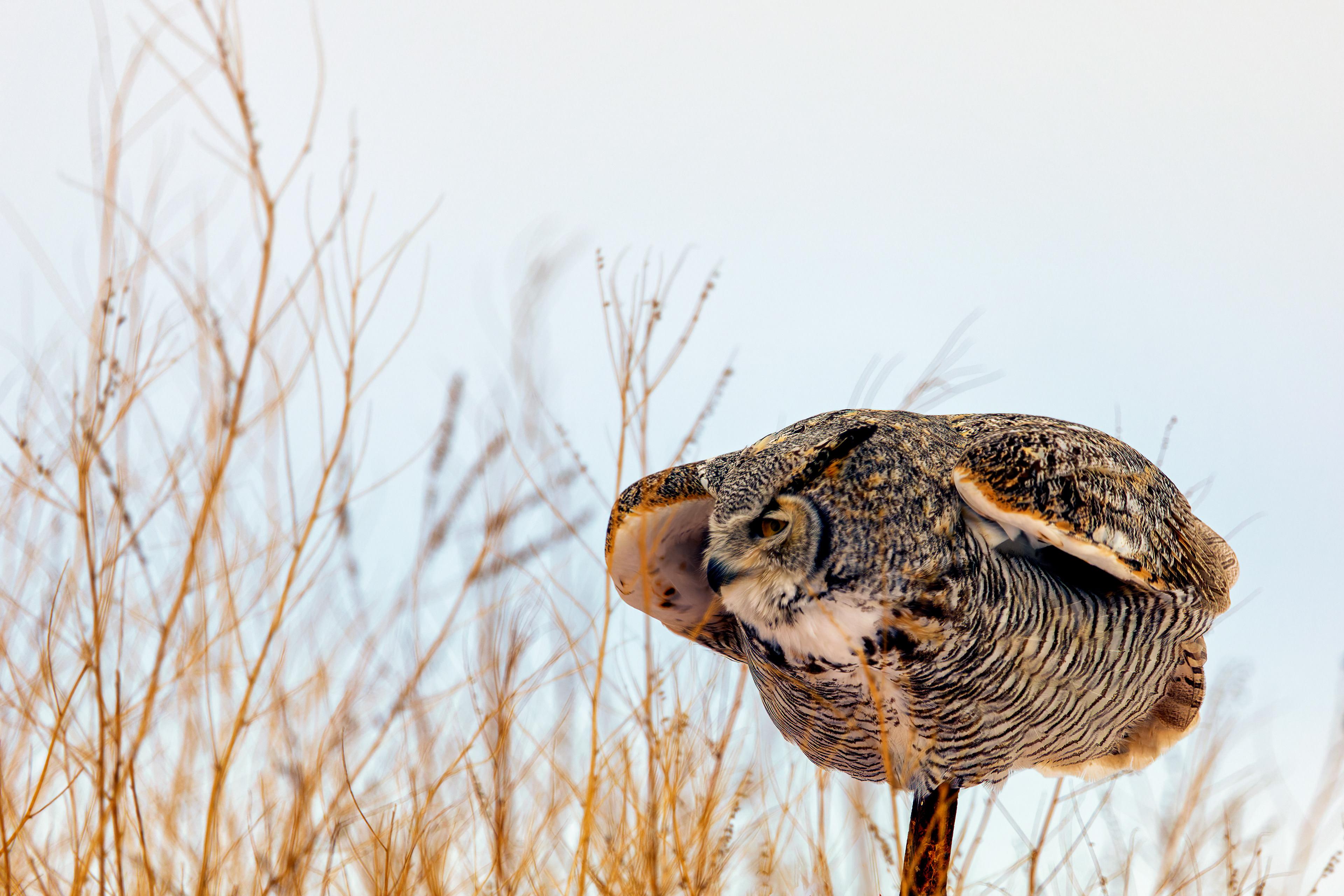 Great Horned Owl