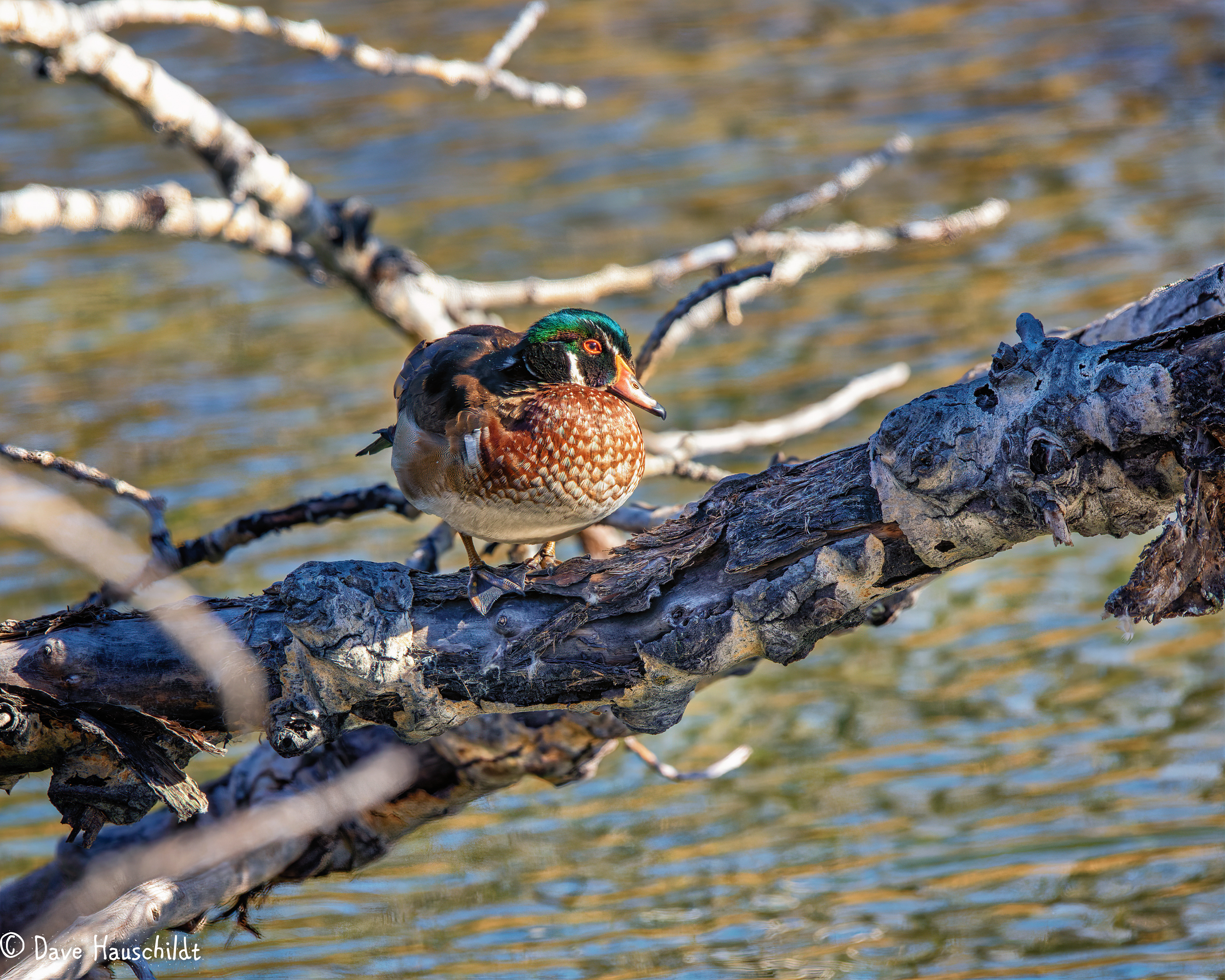 Wood Duck