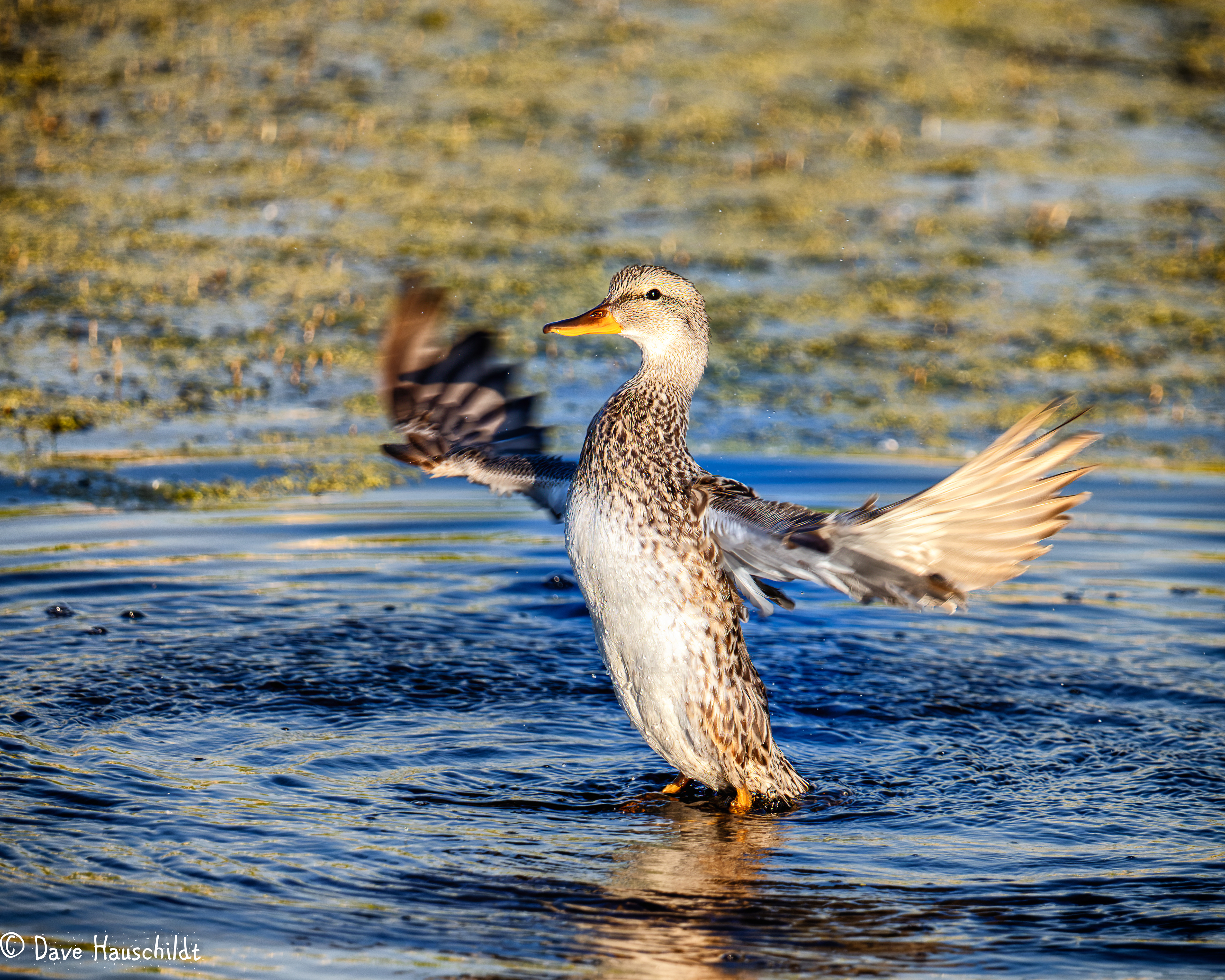 Gadwall