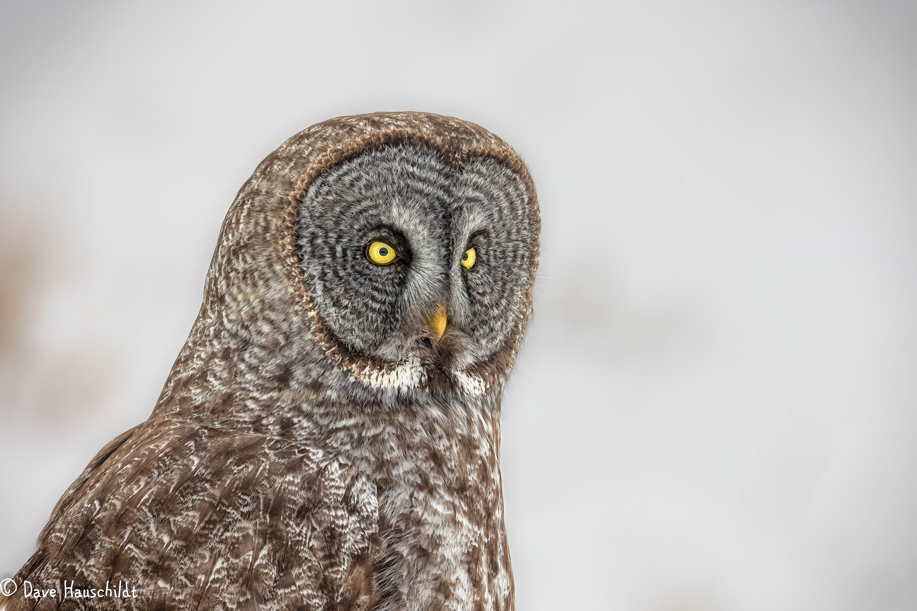 Great Grey Owl