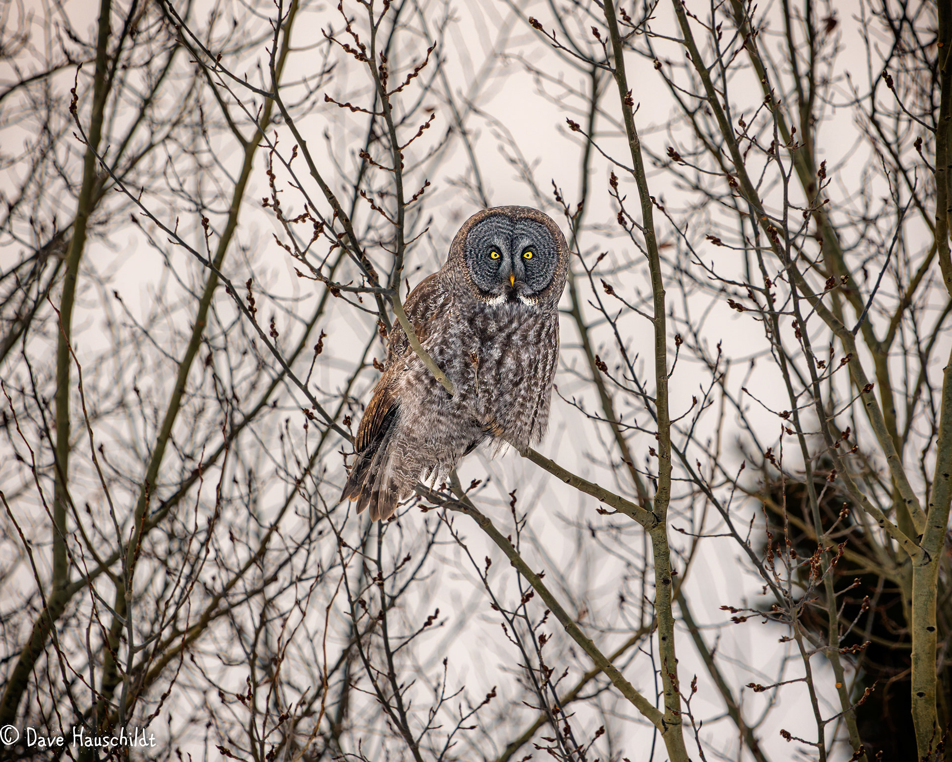 Great Grey Owl