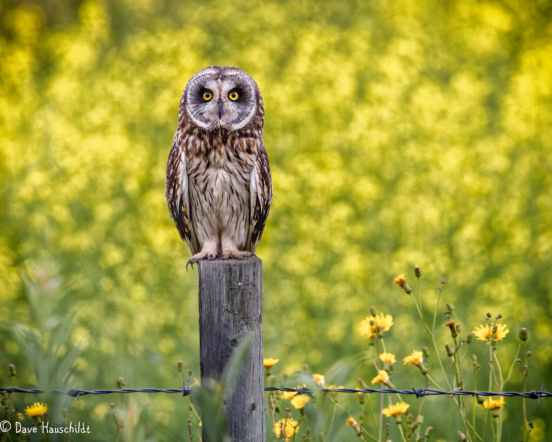 Short Eared Owl