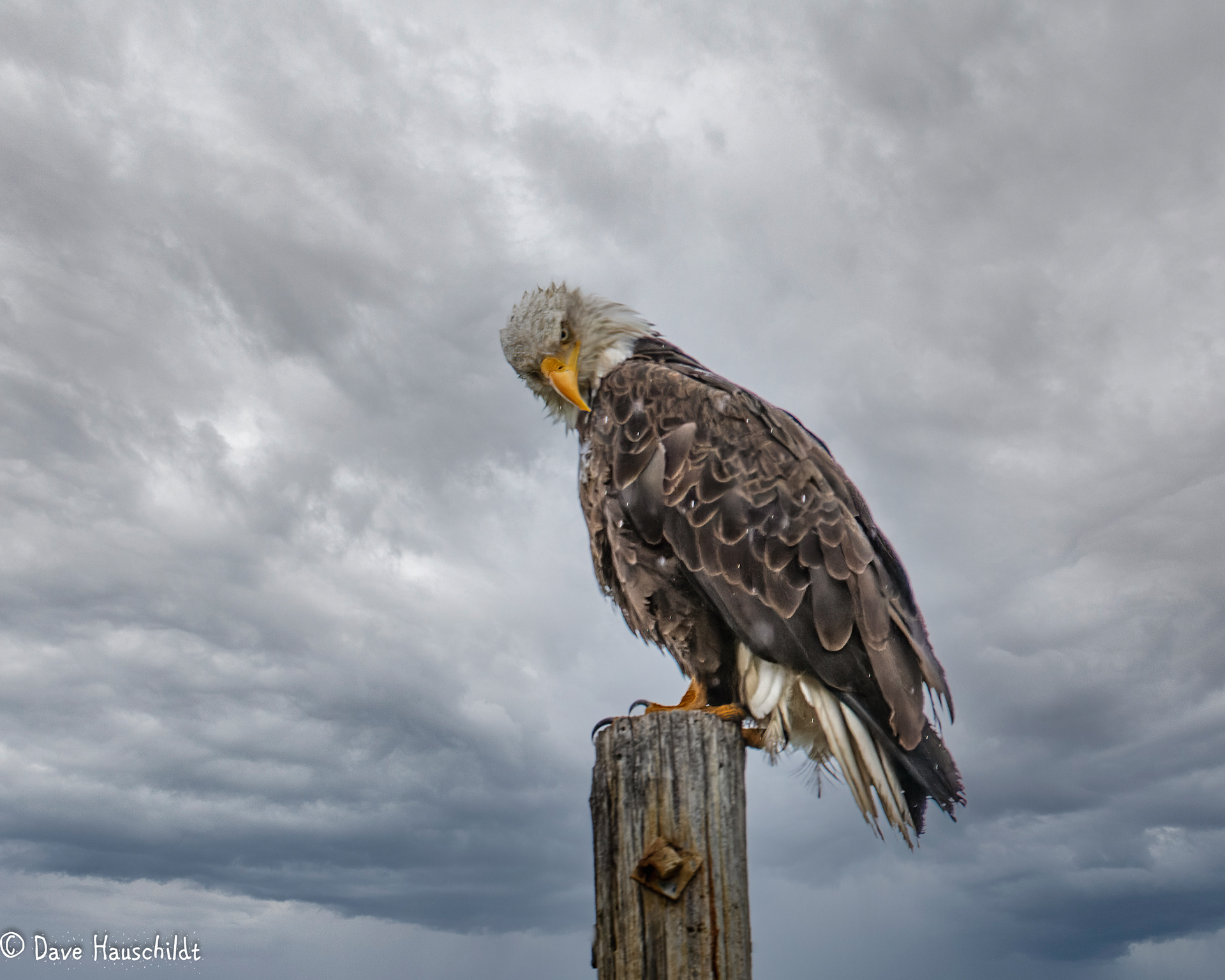 Bald Eagle