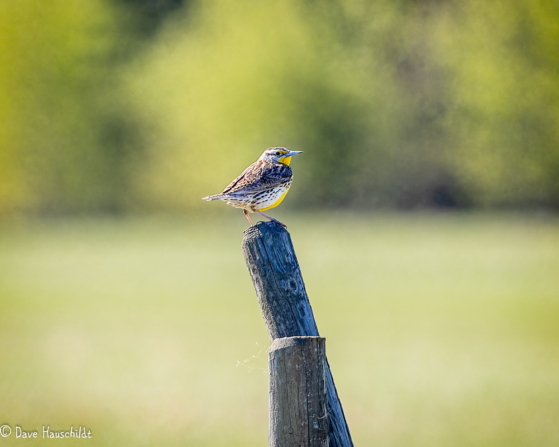 Western Meadowlark