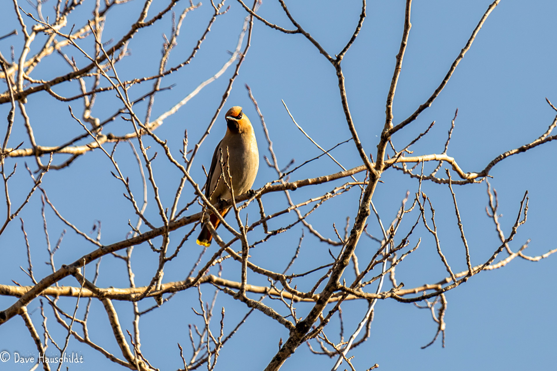 Bohemian Waxwing