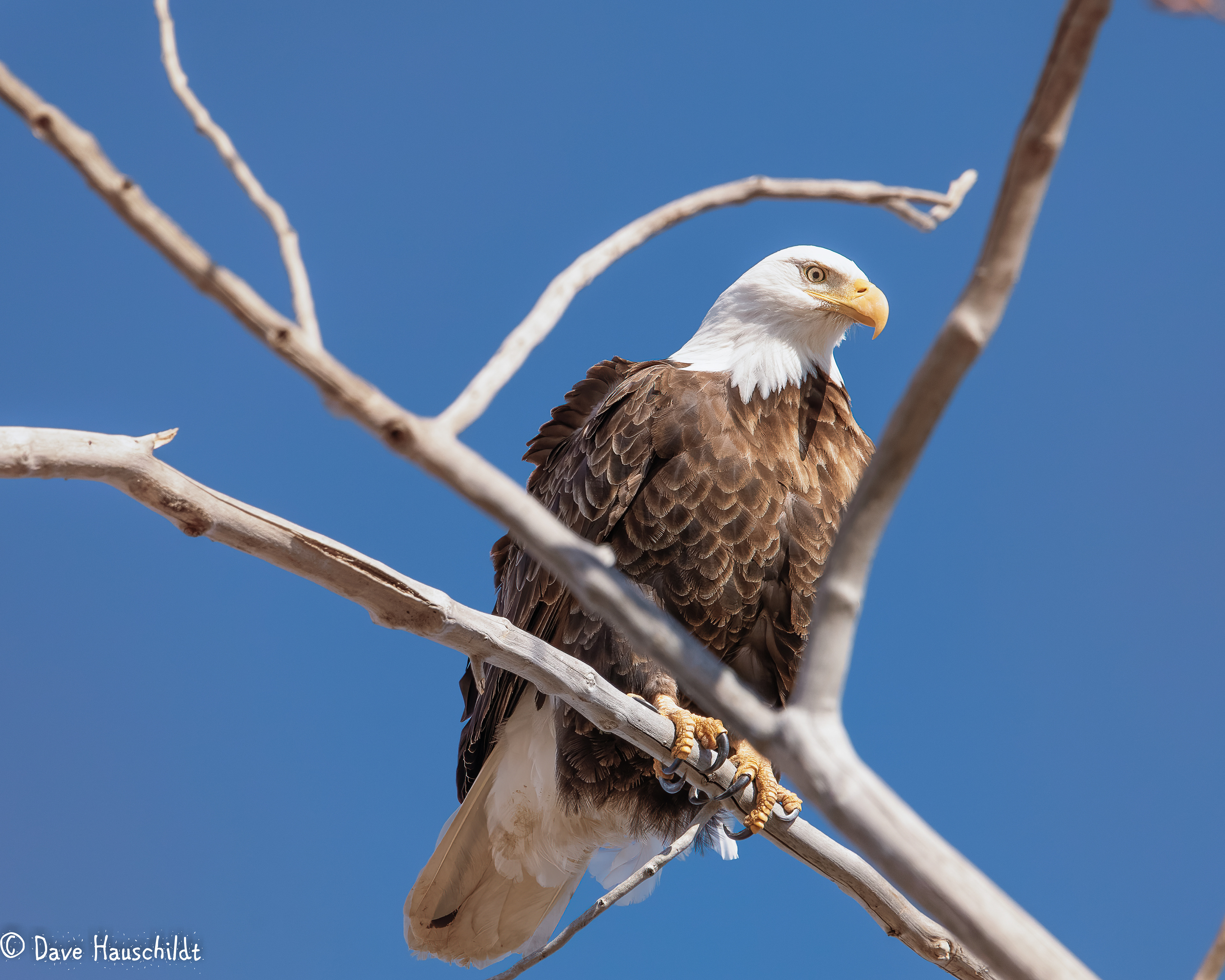 Bald Eagle