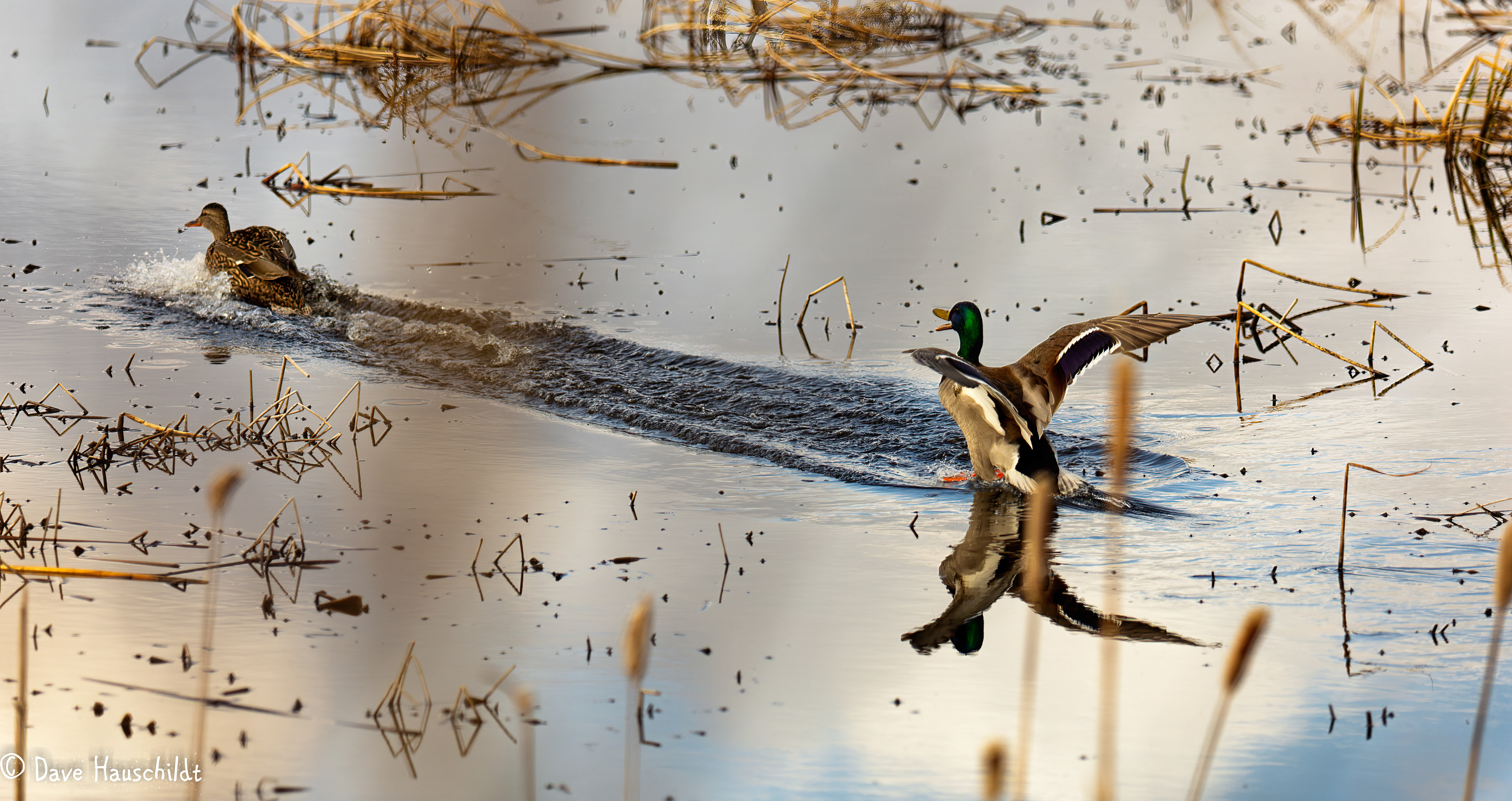 Mallard