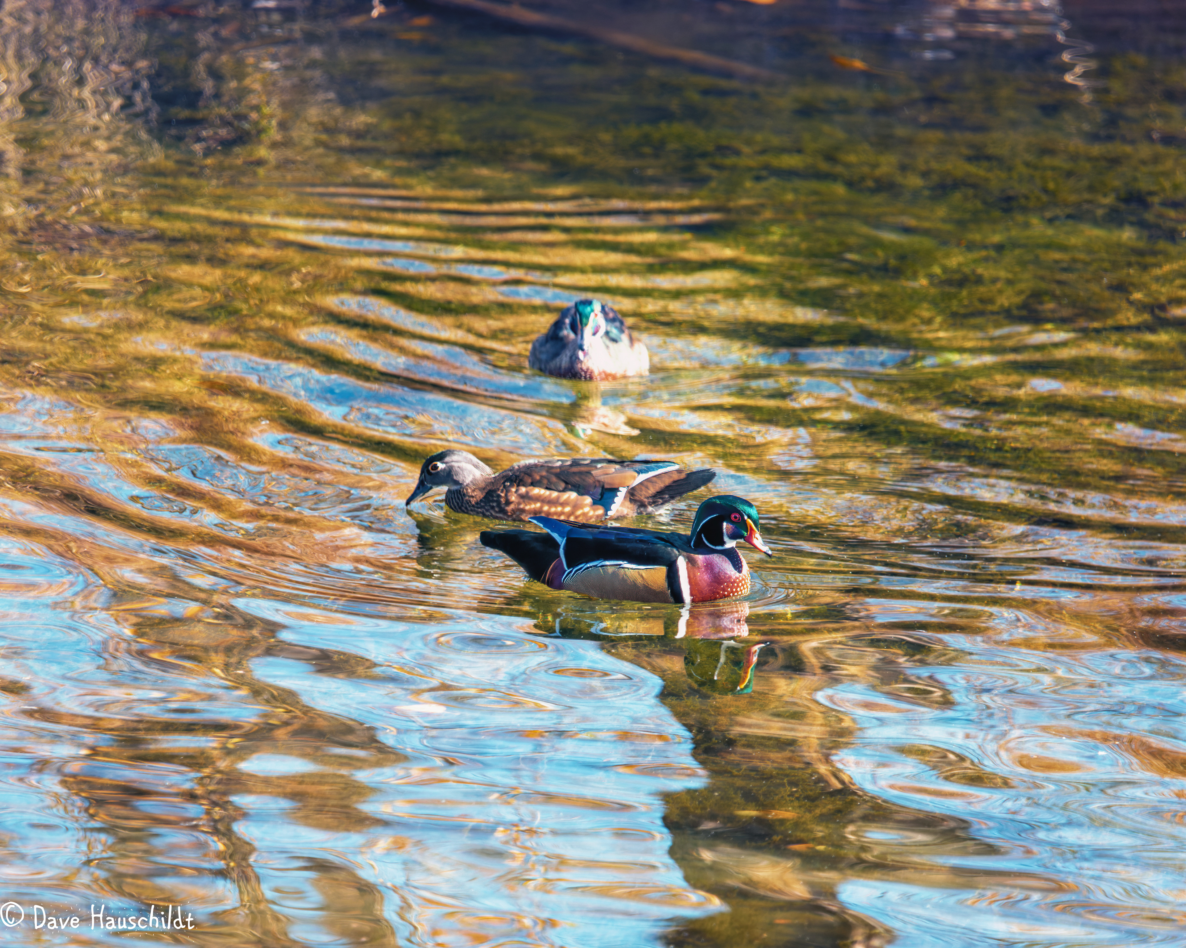 Wood Duck
