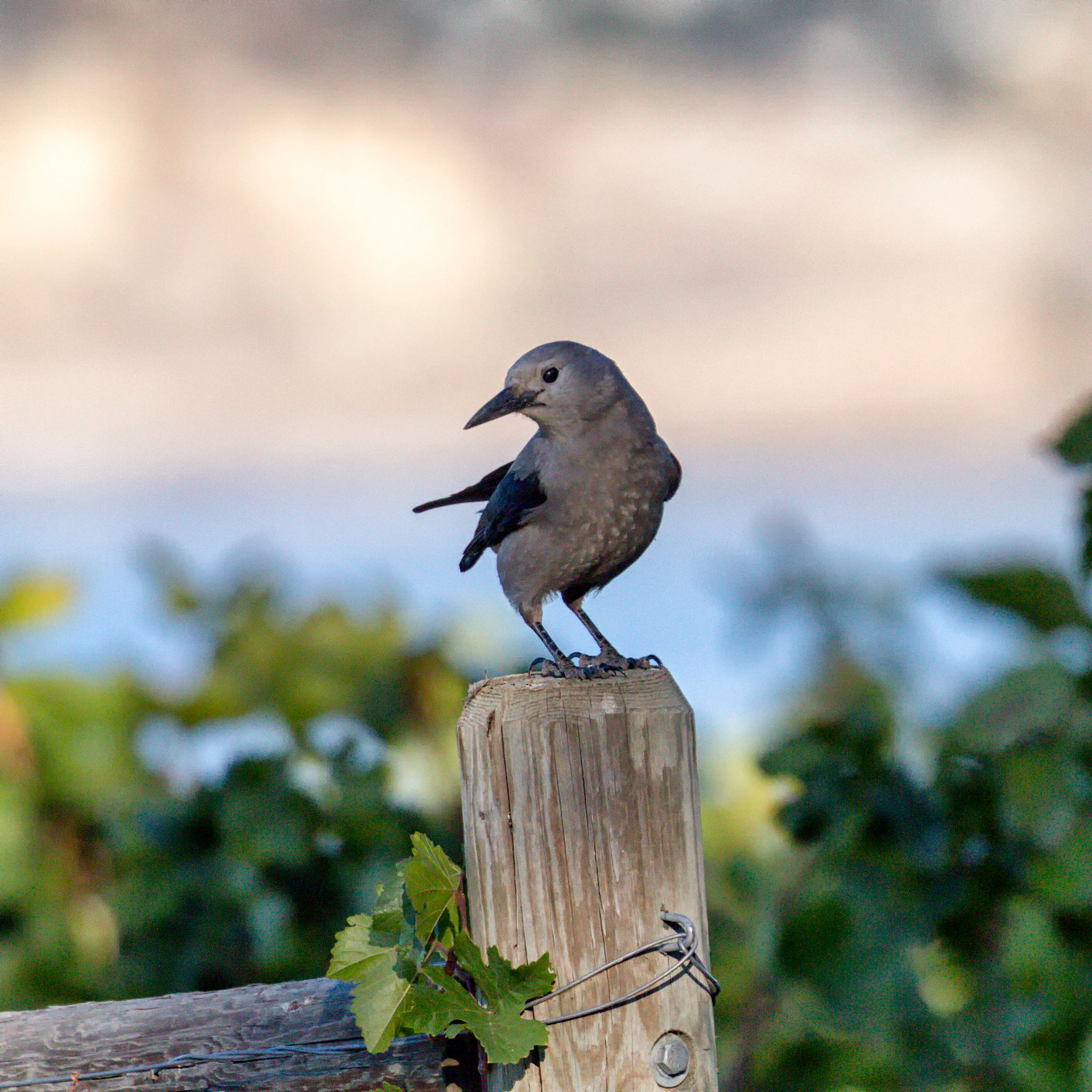 Clark's Nutcracker