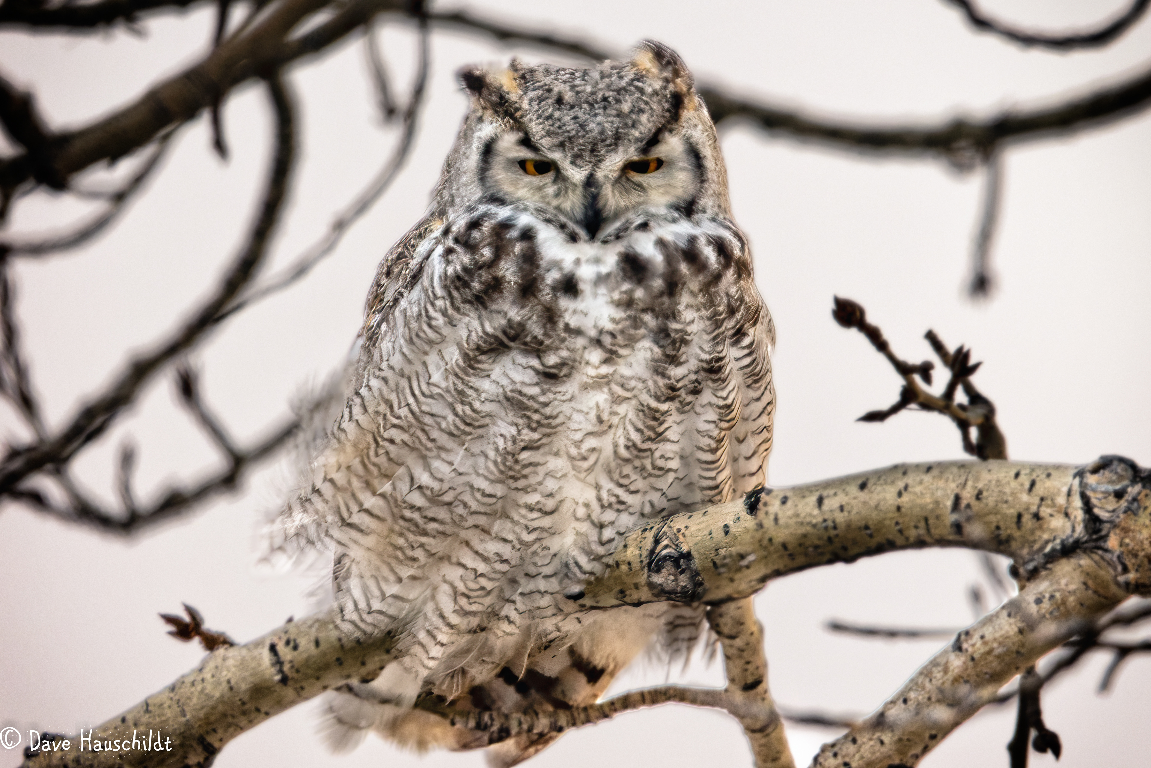 Great Horned Owl