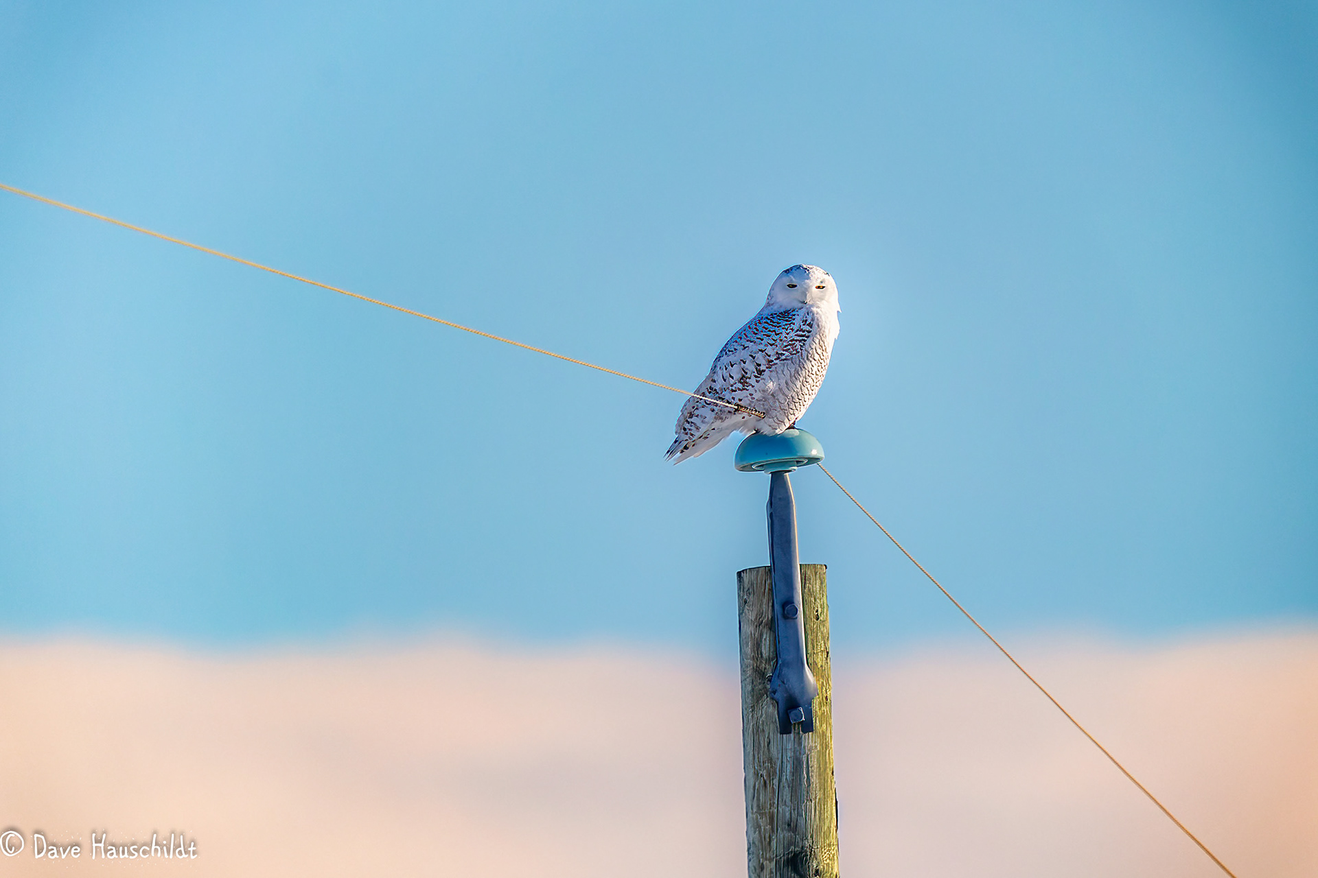 Snowy Owl