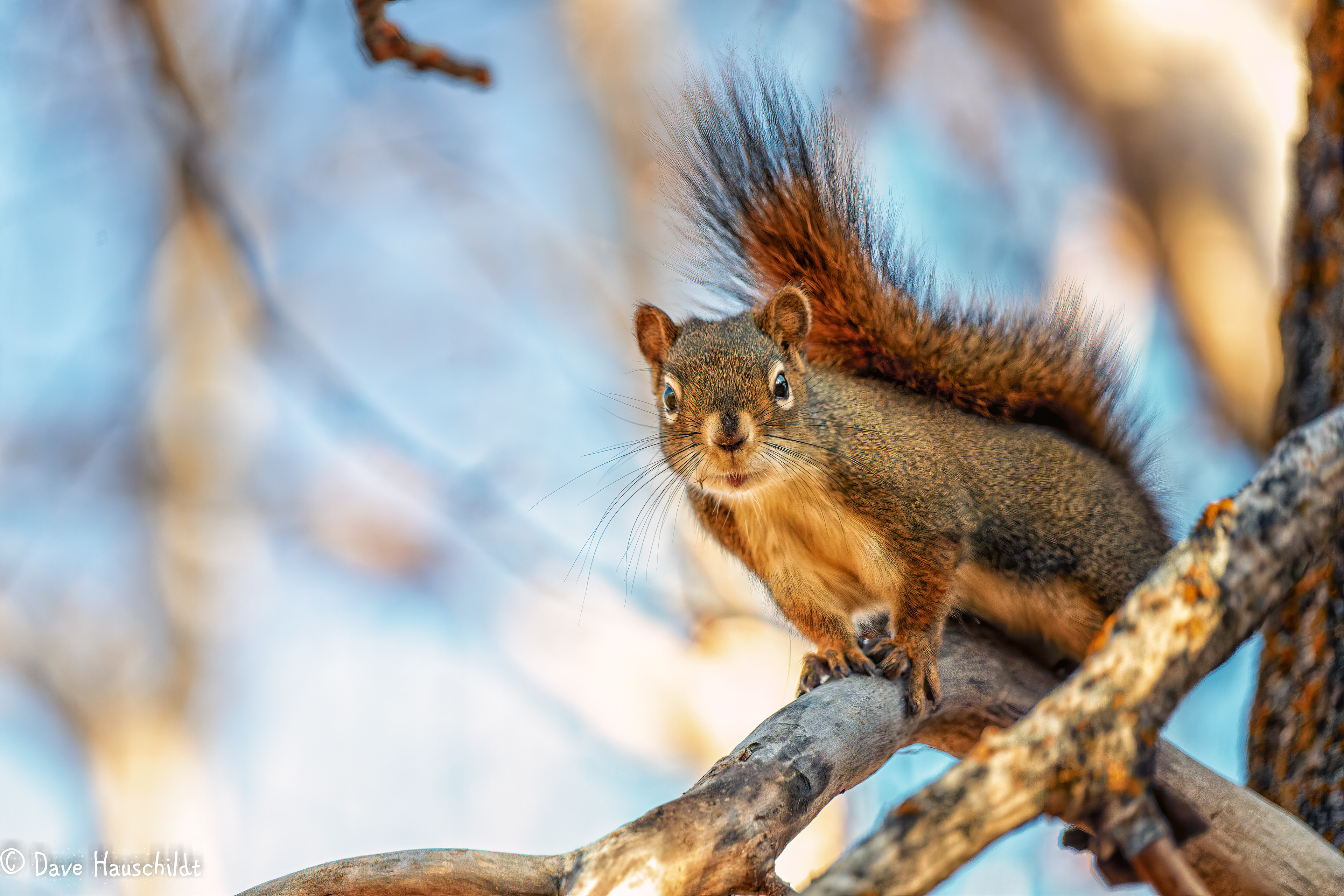 Red Squirrel