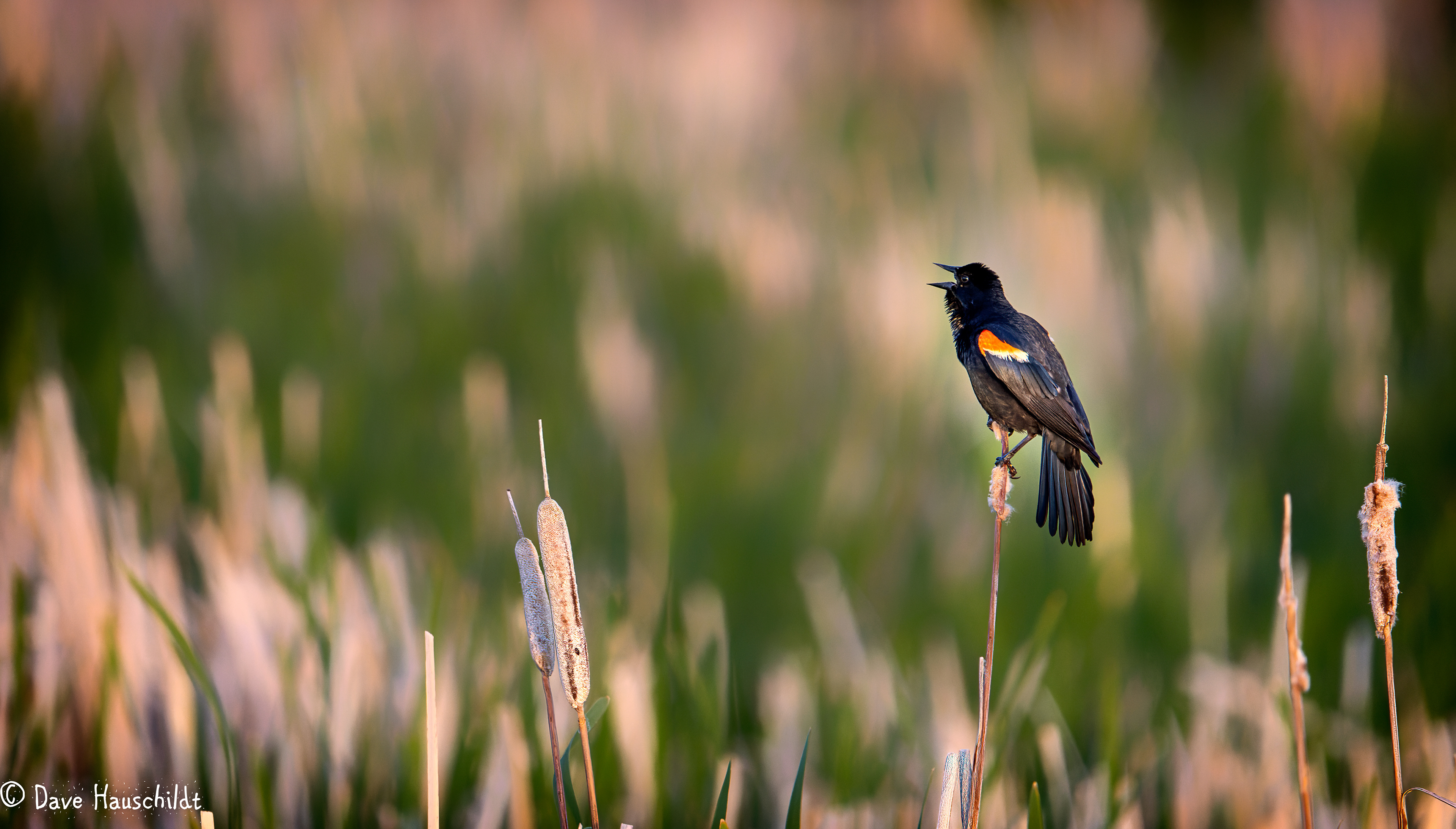 Red Winged Blackbird
