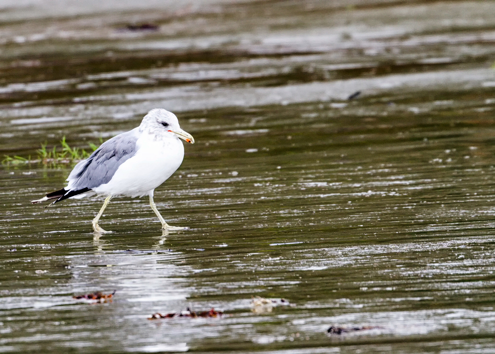 California Gull