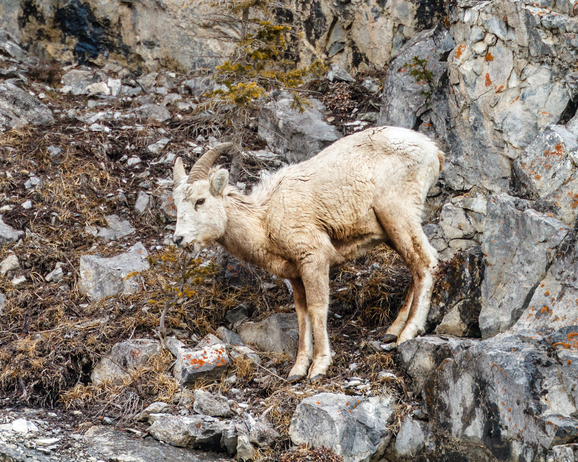 Mountain Sheep