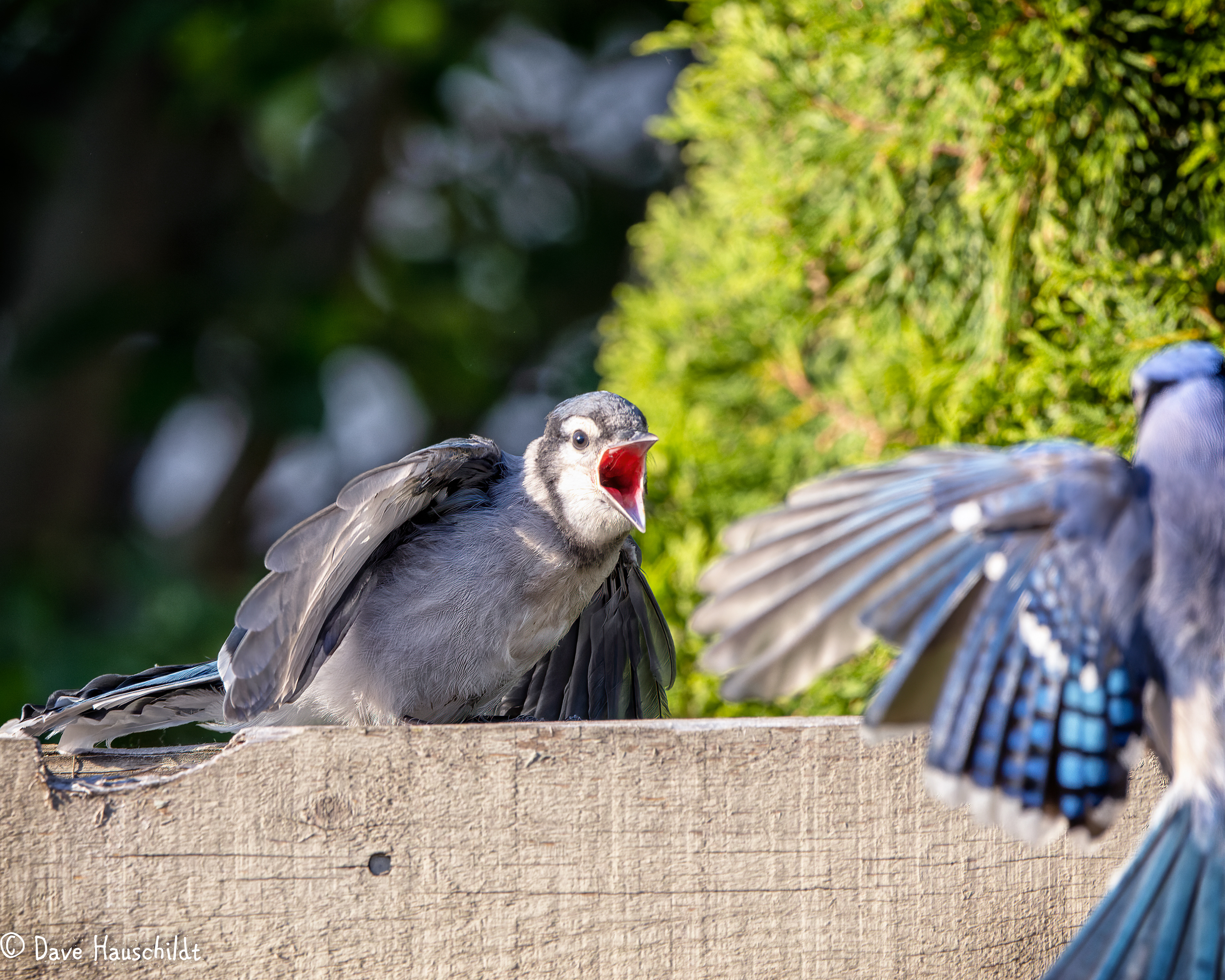 Blue Jay