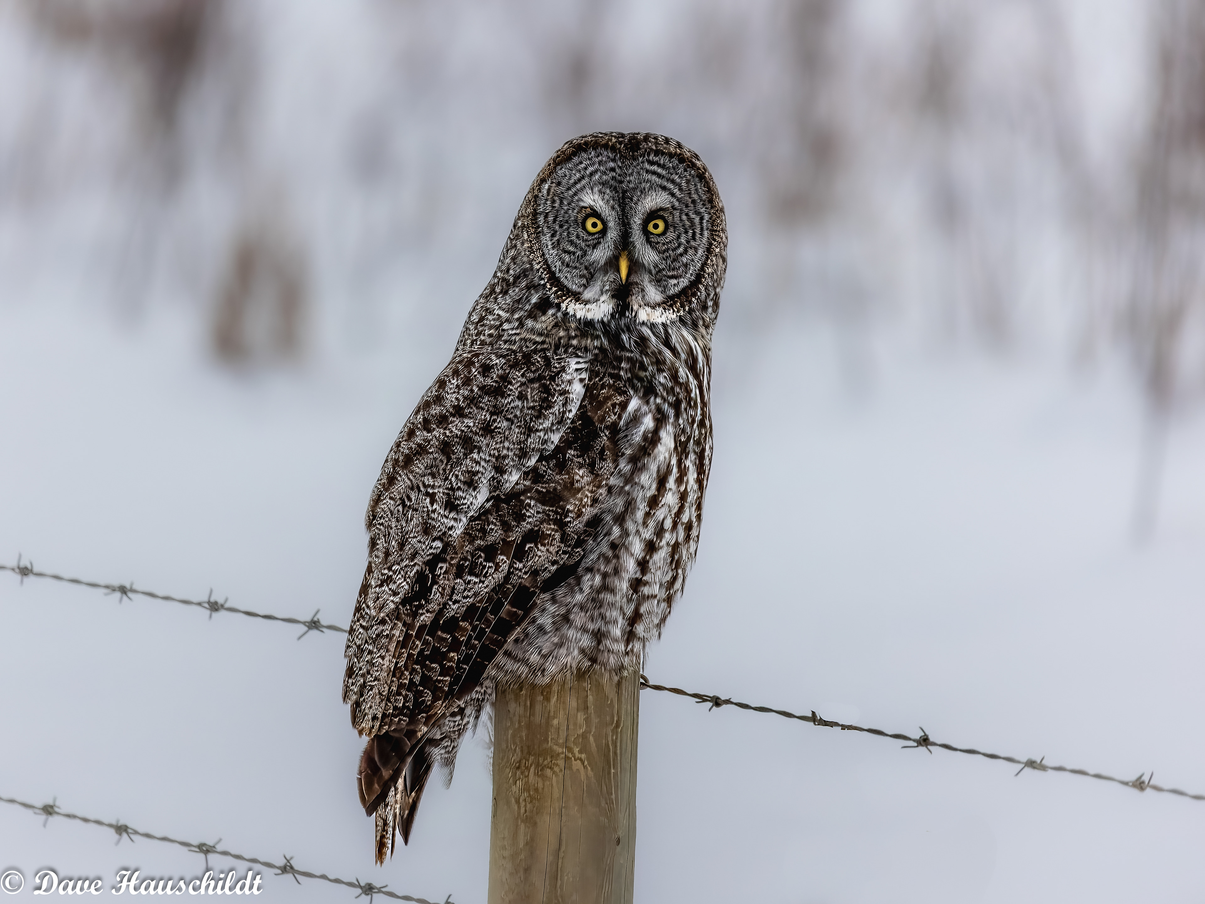 Grey Owl