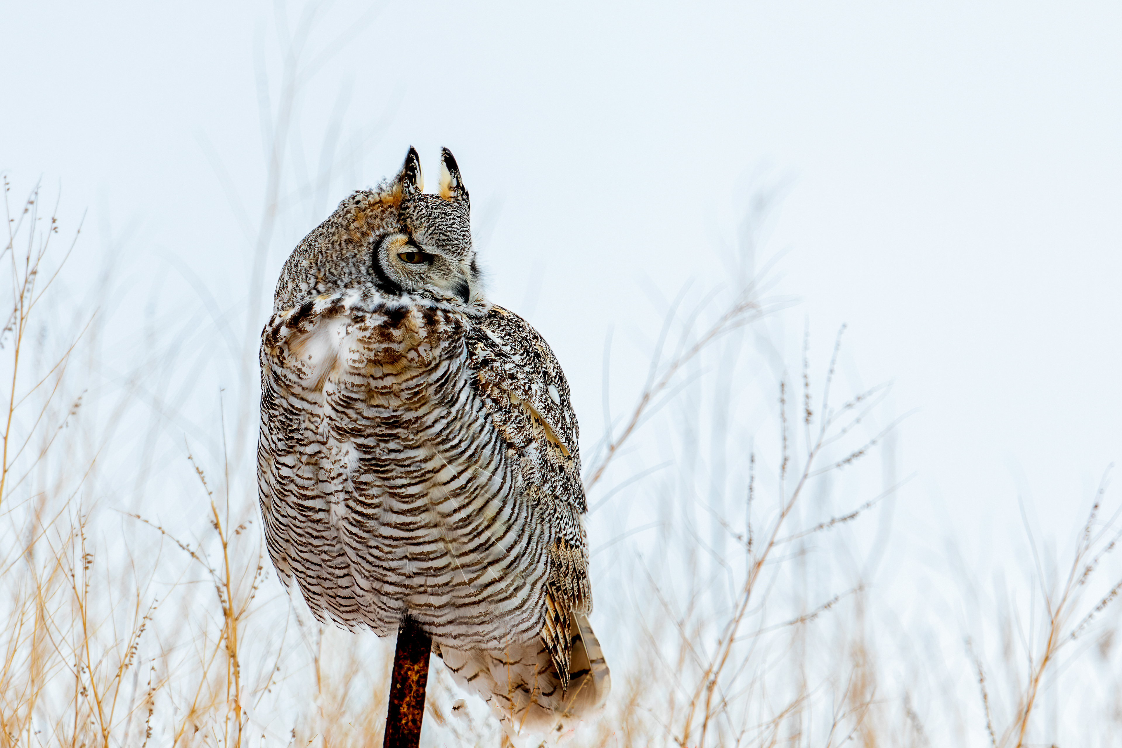 Great Horned Owl