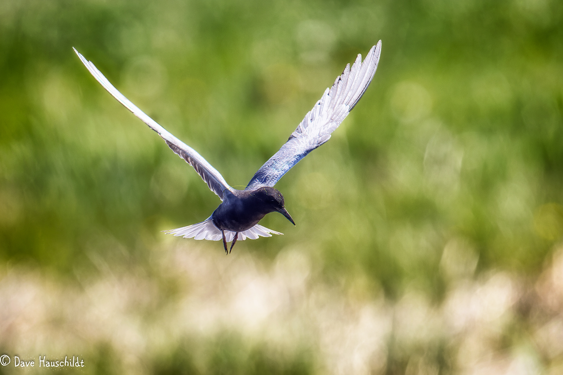 Black Tern