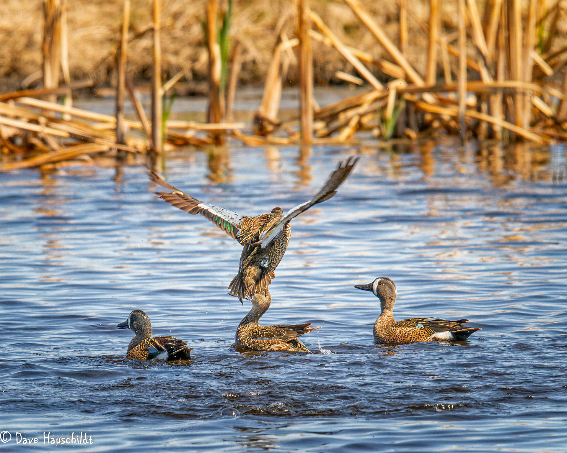 Blue Winged Teal